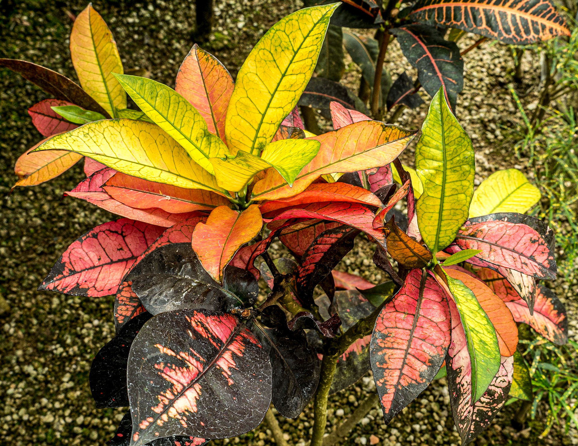 In the greenhouse of Shinjuku Gyoen National Garden, Tokyo, 3 May 2016