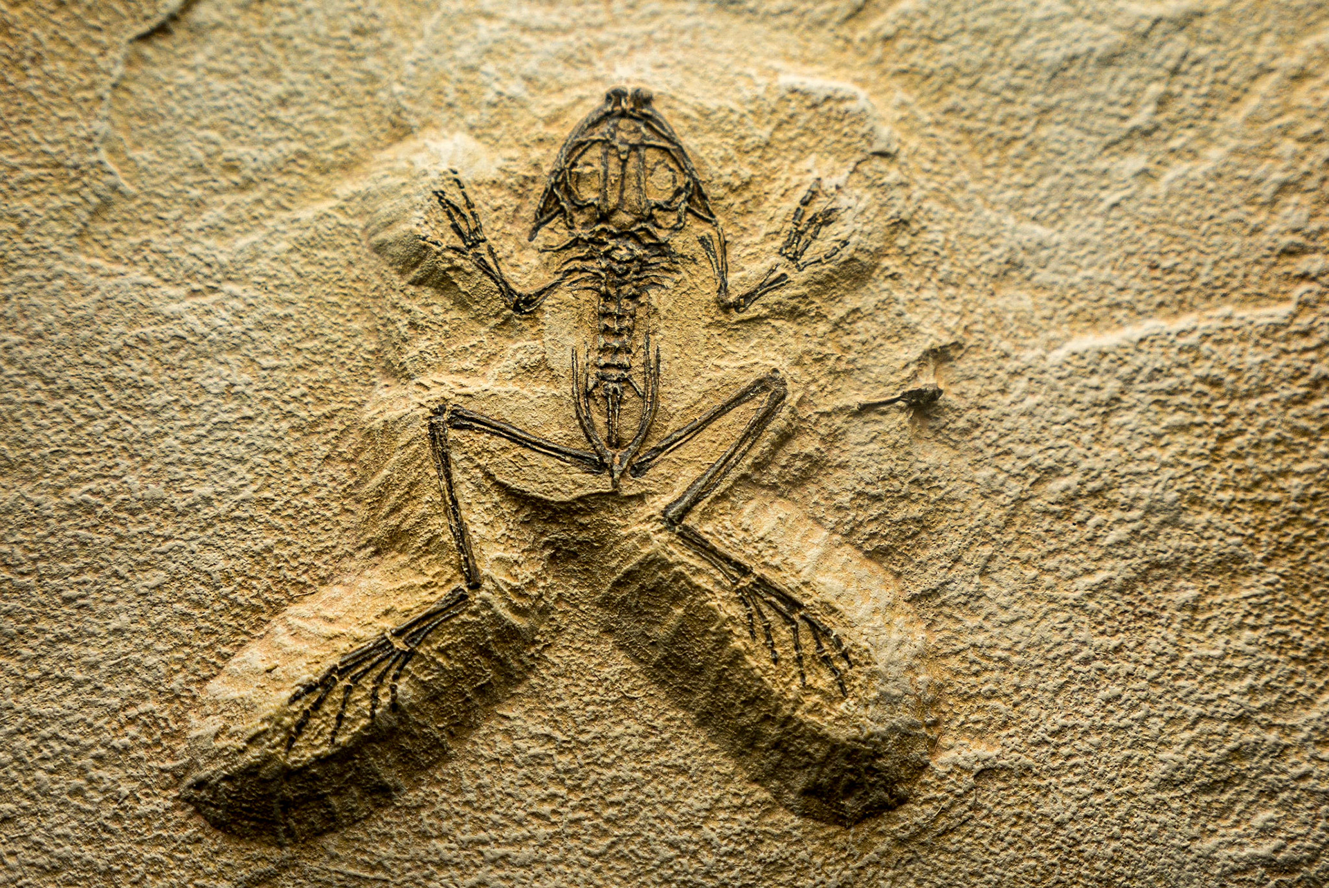 Fossilised frog, Oceanaria, Lisbon, 7 Sep 2015