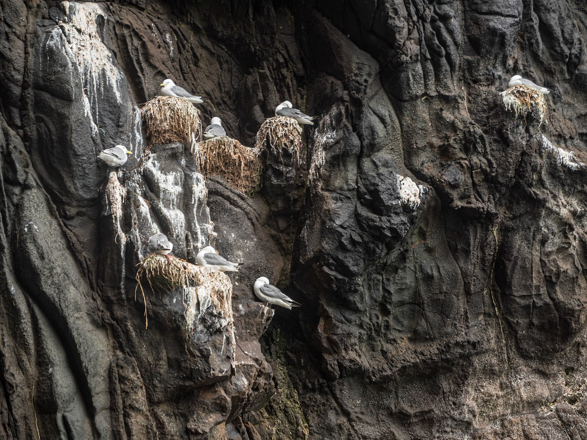 Seabirds on the Gobbins walk, Co Antrim, 10 Jul 2024