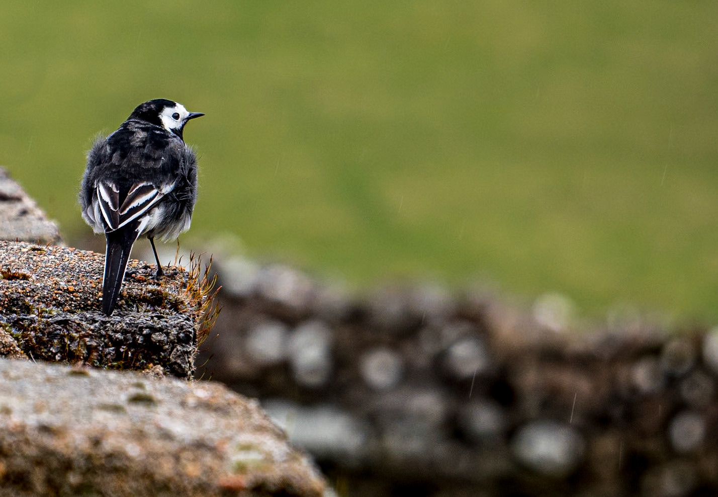 Pied wagtail, near Doochary, Co Donegal, 17 Mar 2020