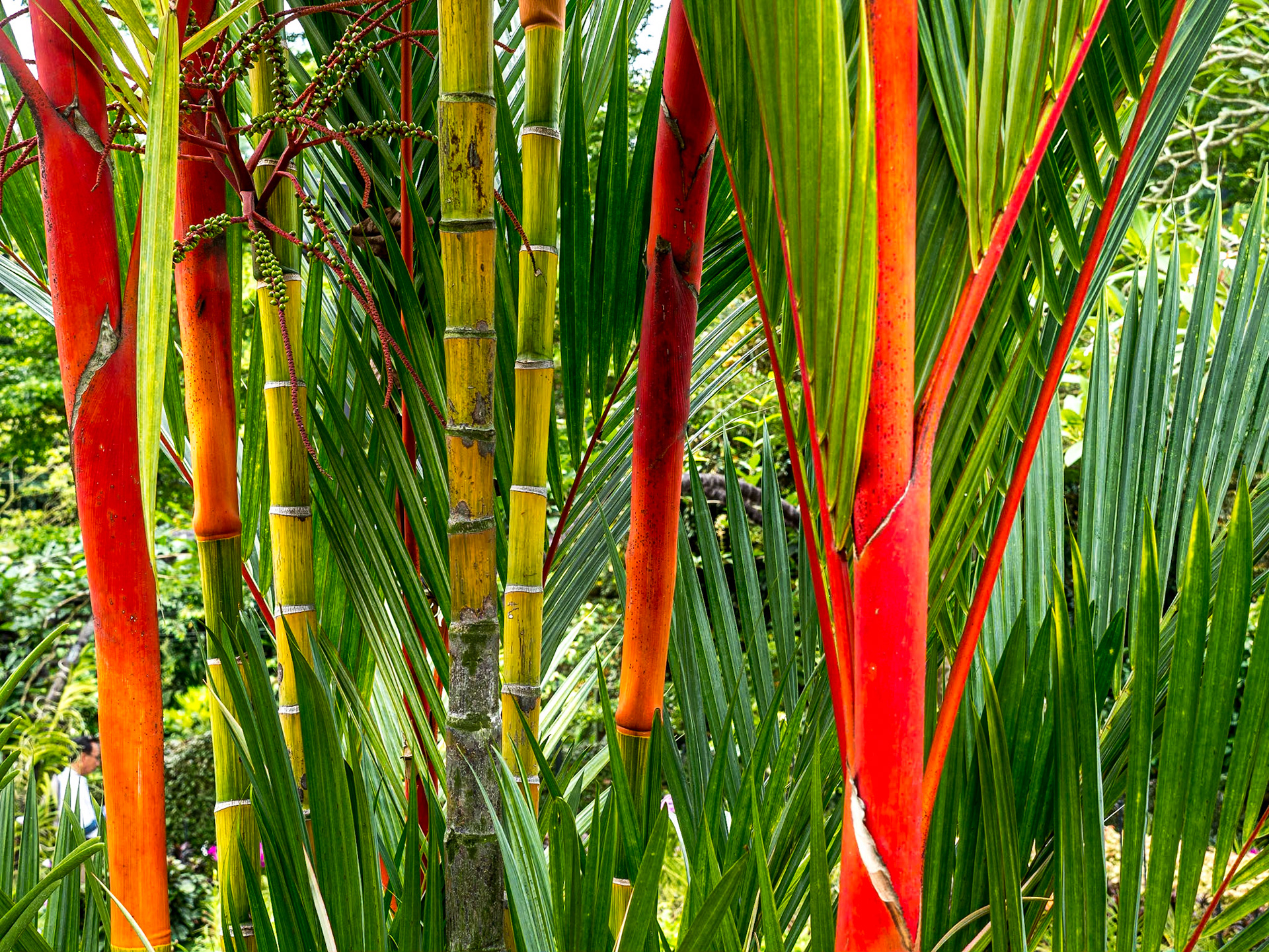 Orchid Garden, Singapore Botanic Gardens, 5 Jun 2017