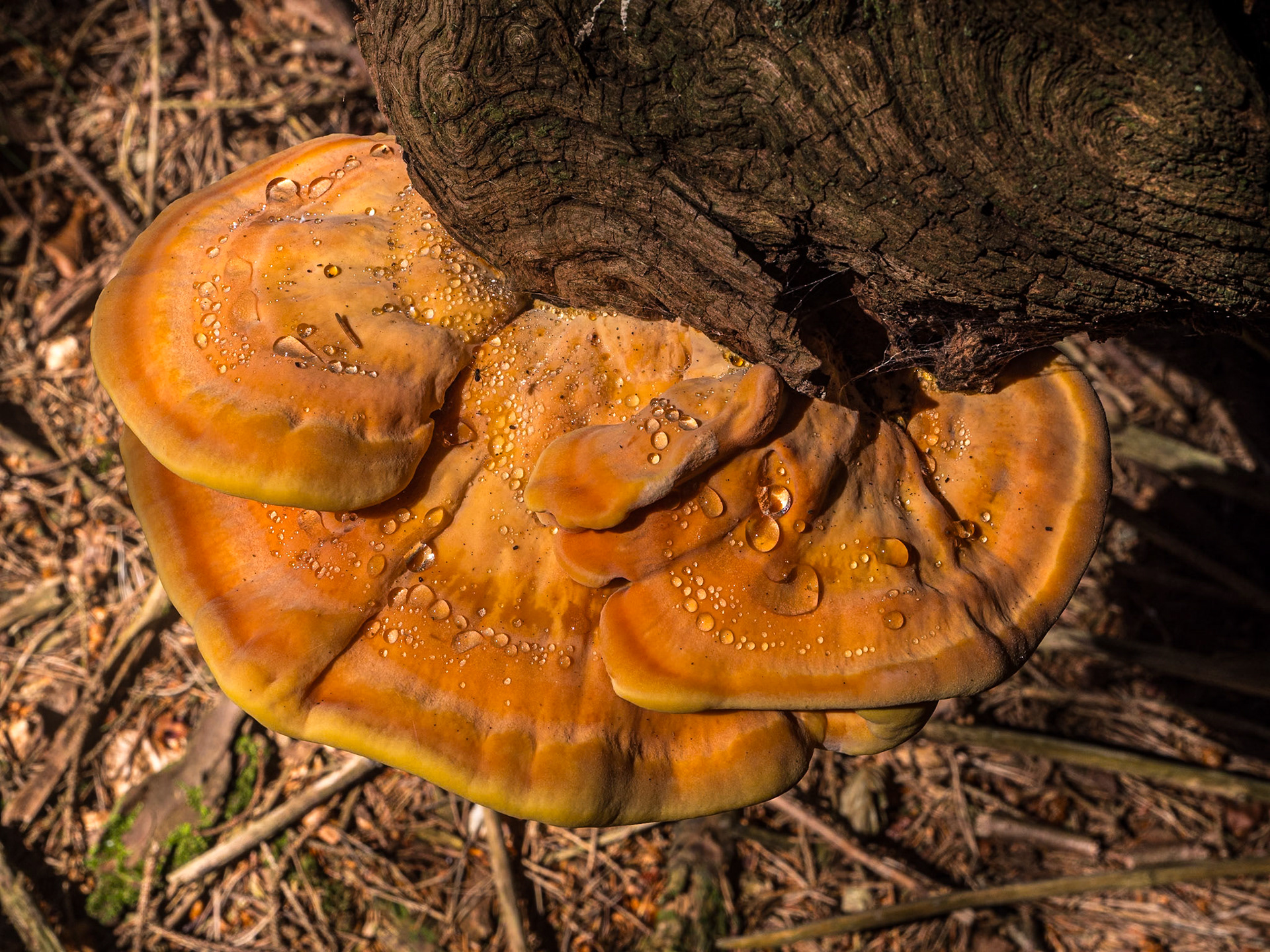 Djouce Woods, Co Wicklow, 20 Jun 2025
