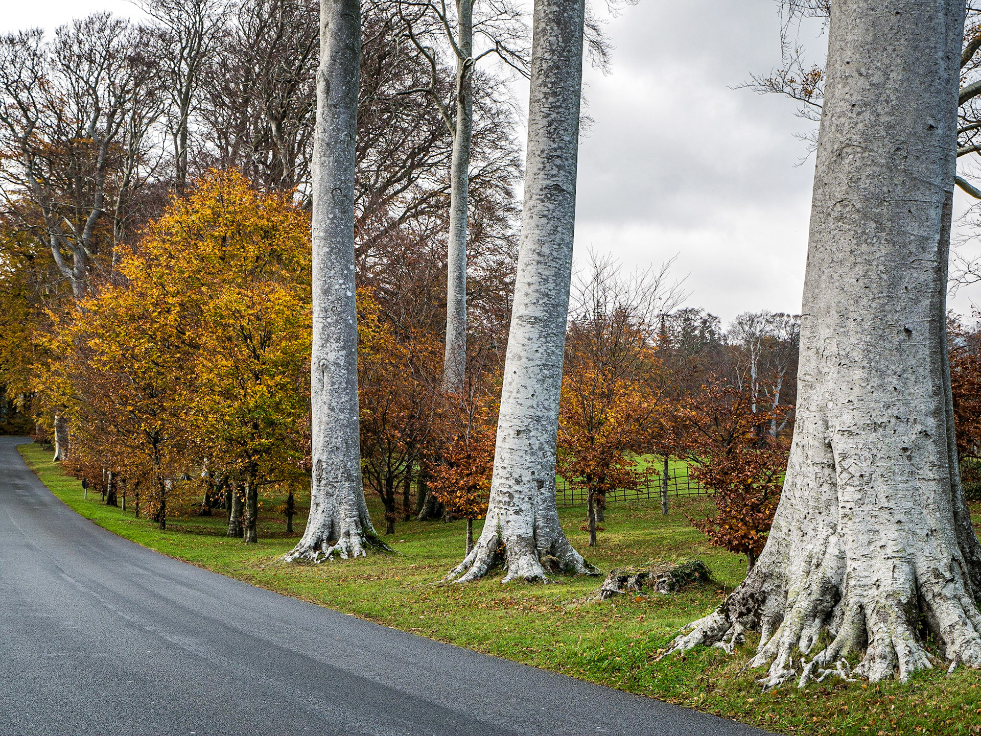 Avenue to Powerscourt House, Co Wicklow, 16 Nov 2014