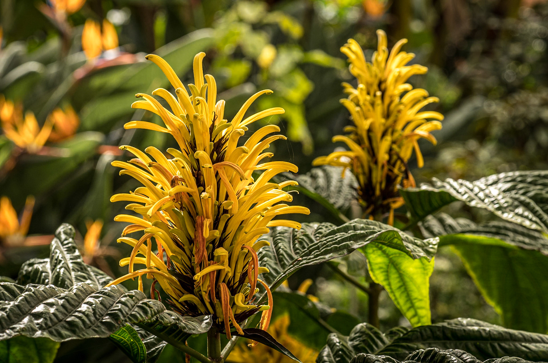 Hijuela del Botánico, La Orotava, Tenerife, 30 Jan 2022