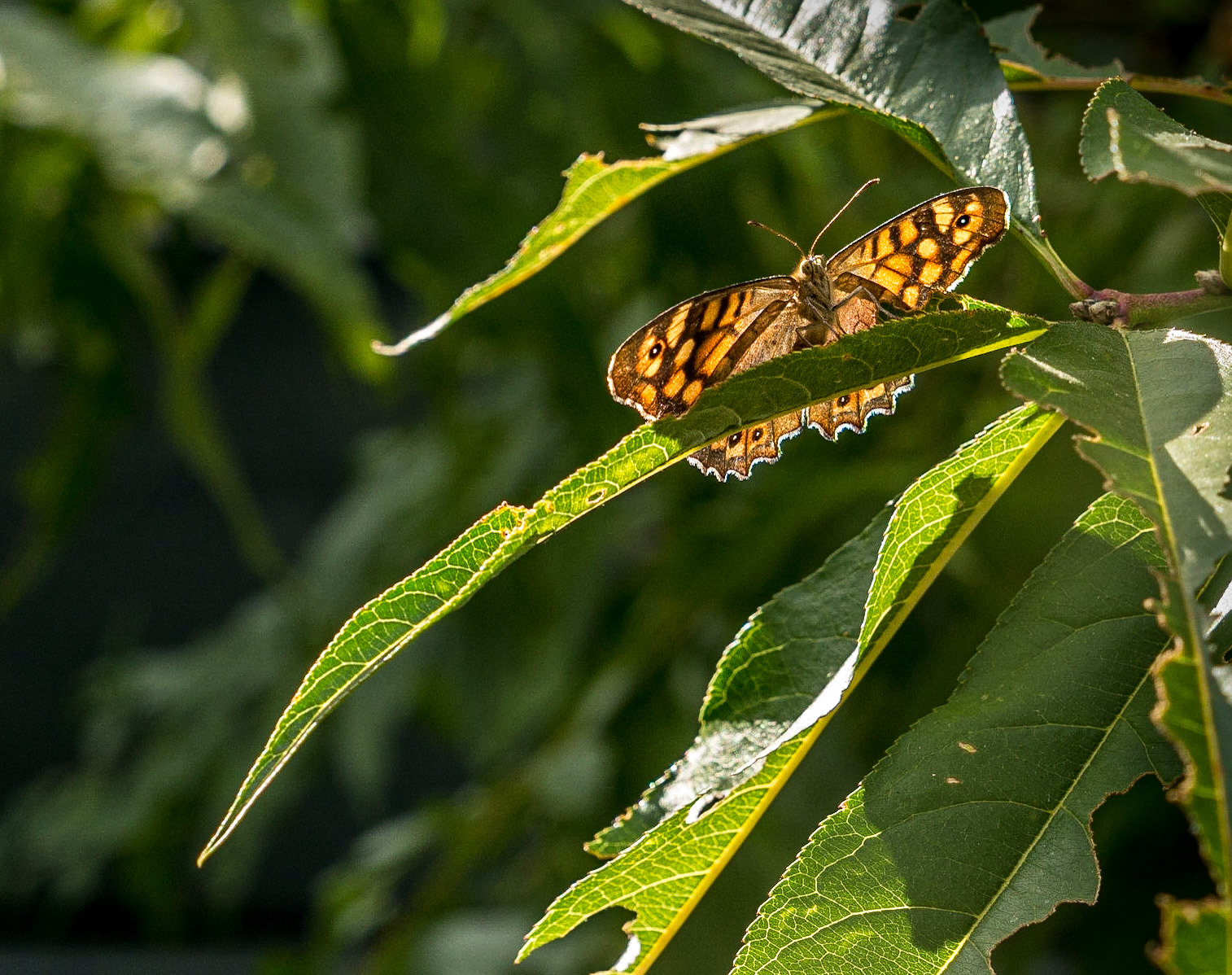 Botanic gardens, Lisbon, 6 Sep 2015