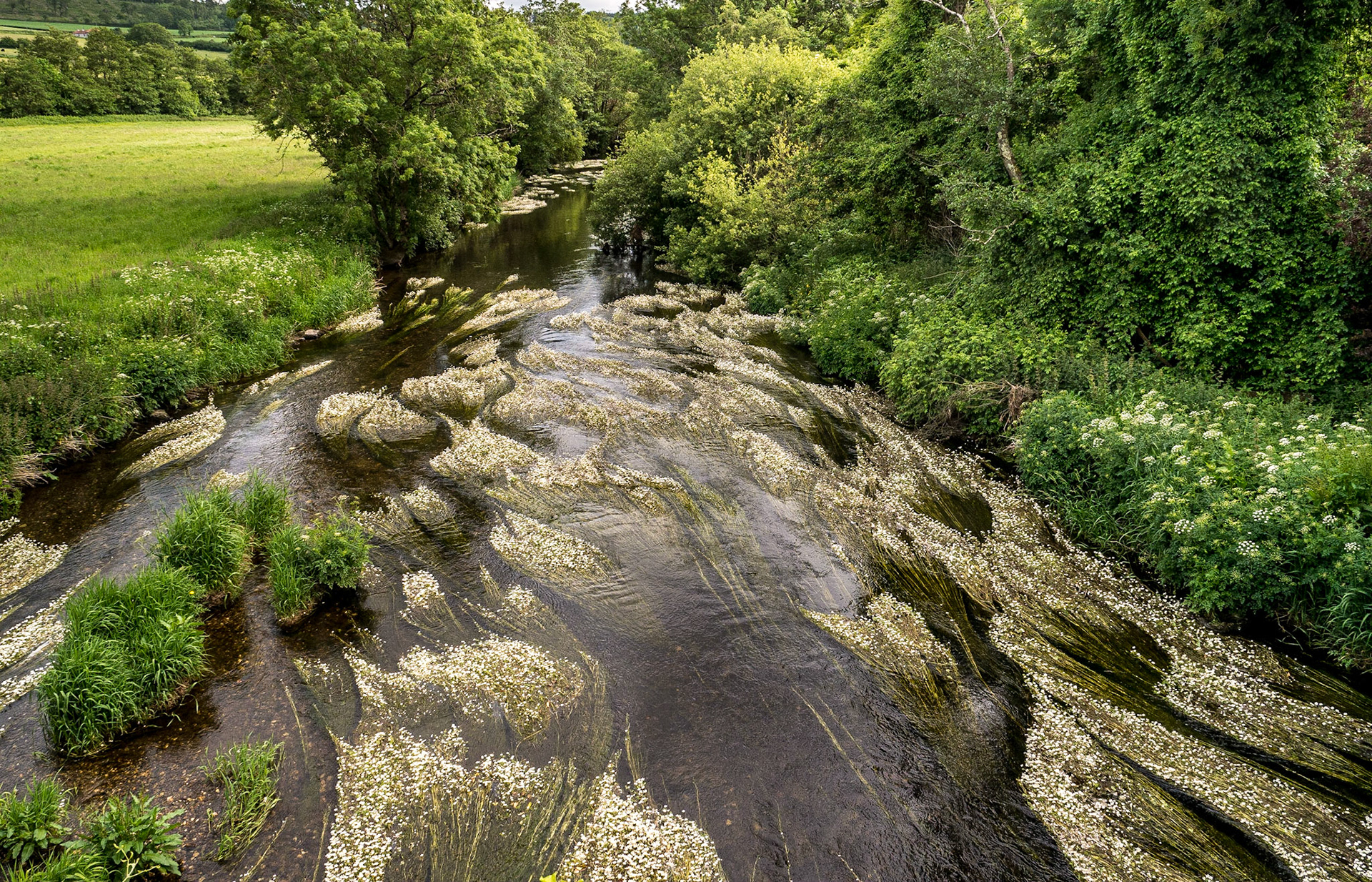 River Derry, Clonegall, Co Carlow, 19 Jun 2015
