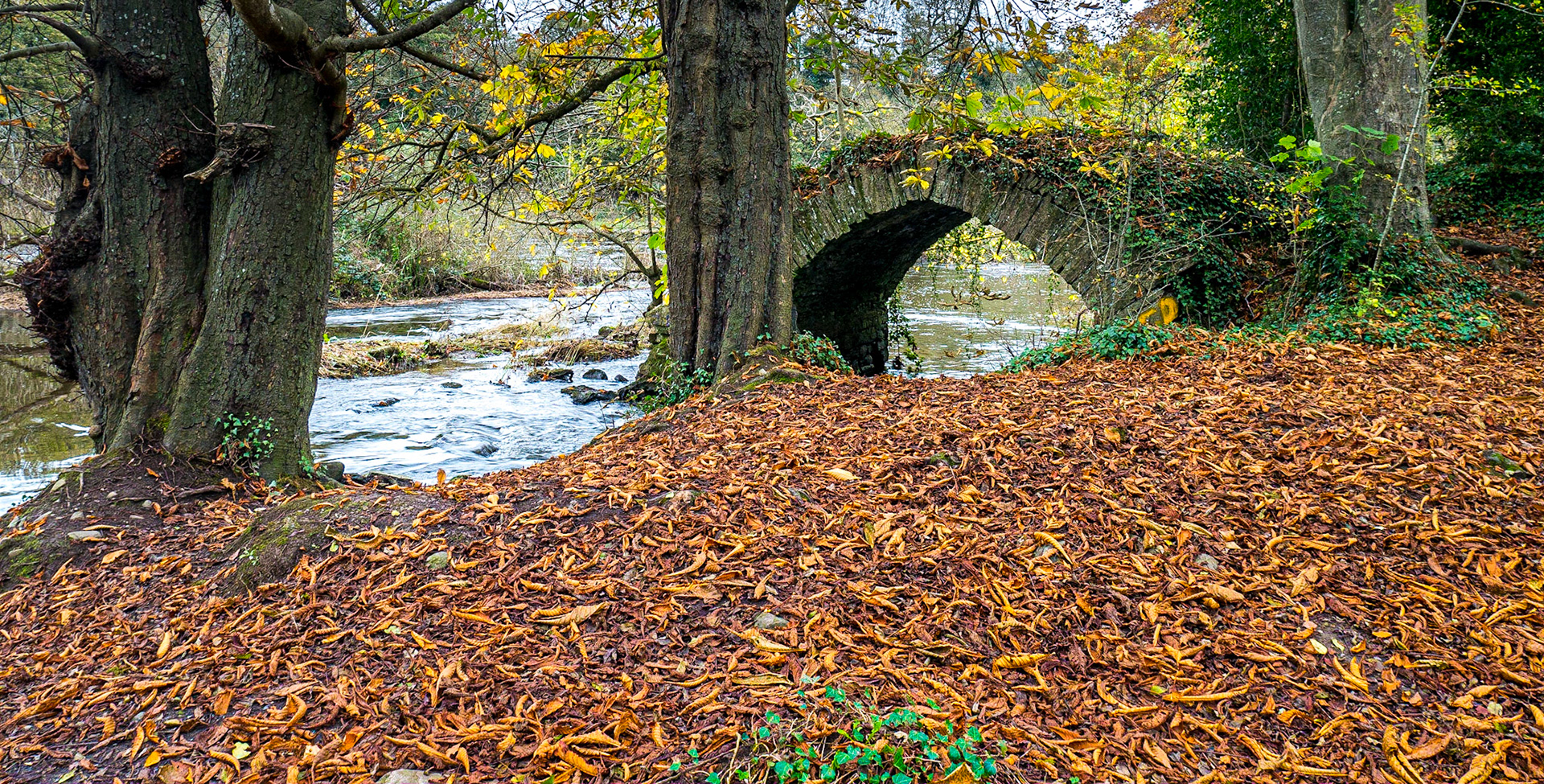 Near Rowley's Lock, Boyne Navigation, near Navan, Co Meath, 3 Nov 2017
