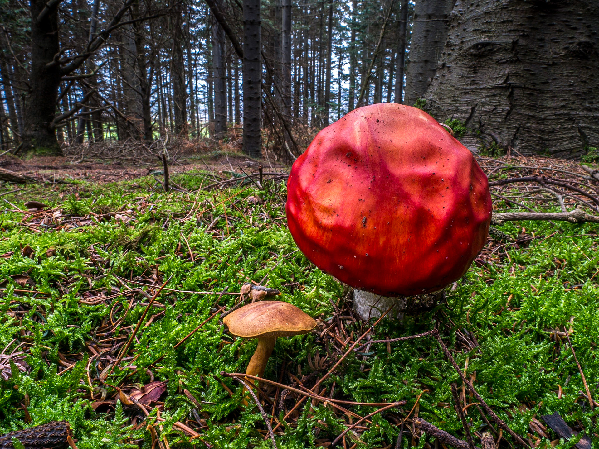 Carrickgollogan, Co Dublin, 19 Nov 2017