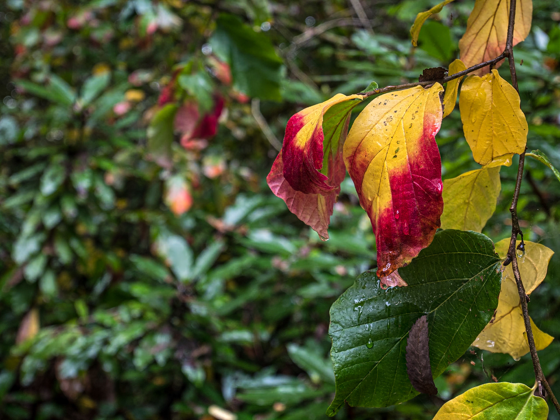 Norton Priory Museum &amp; Gardens, Cheshire, 14 Oct 2022