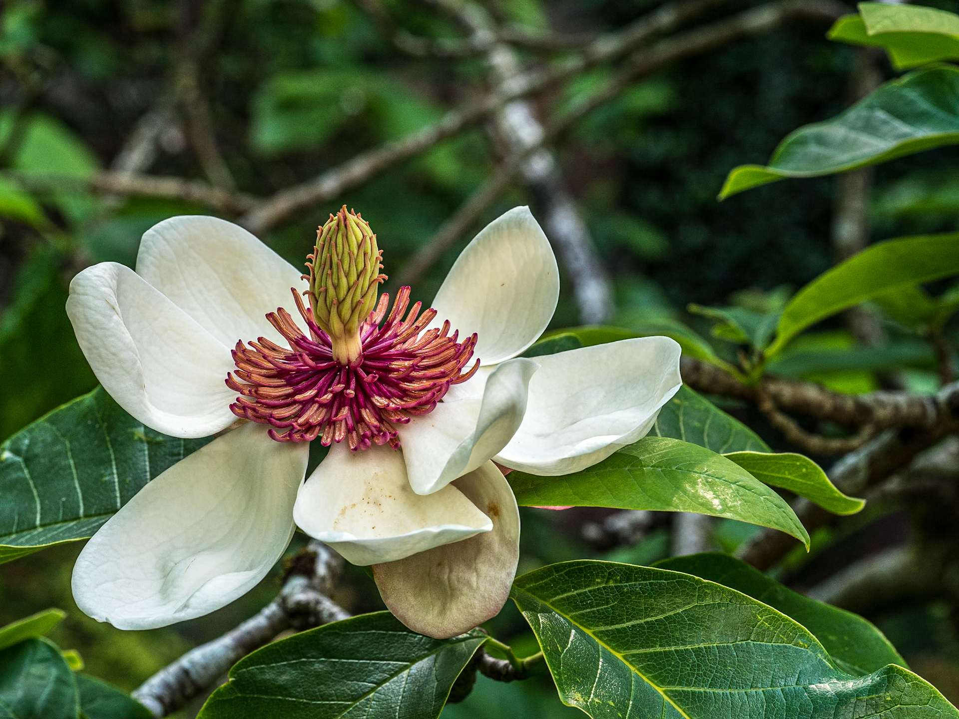 Rowallane Garden, Co Down, 17 Jun 2021