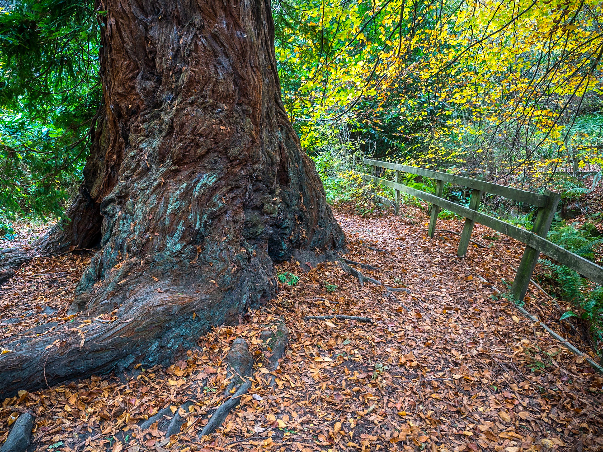 Massy's Estate, Co Dublin, 5 Nov 2017