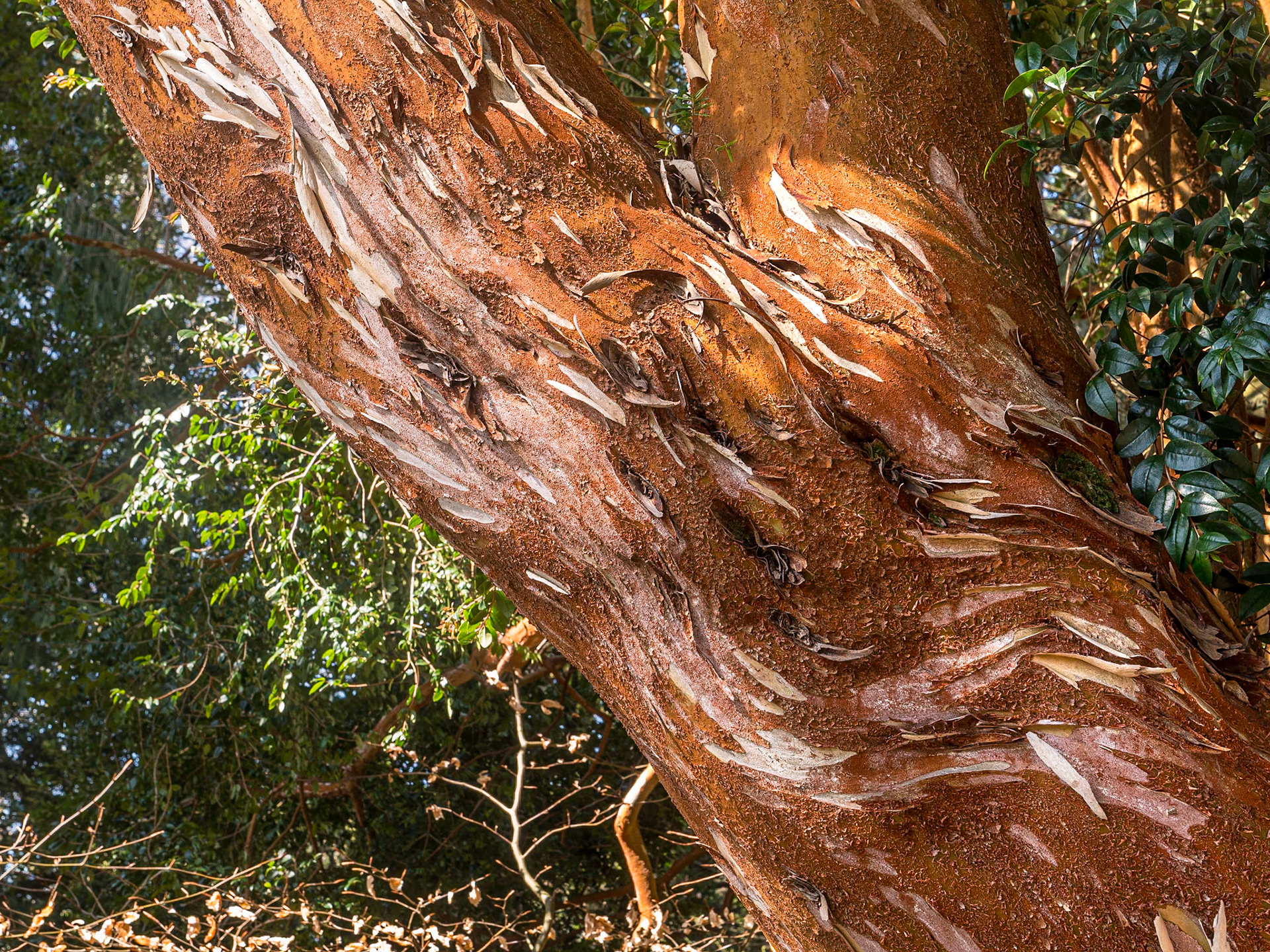 National Botanic Gardens, Kilmacurragh, Co Wicklow, 11 Apr 2025