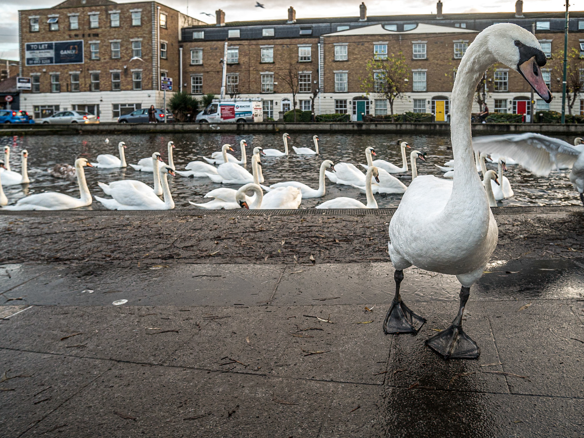 Swans, Portobello Harbour, Dublin, 13 Dec 2016
