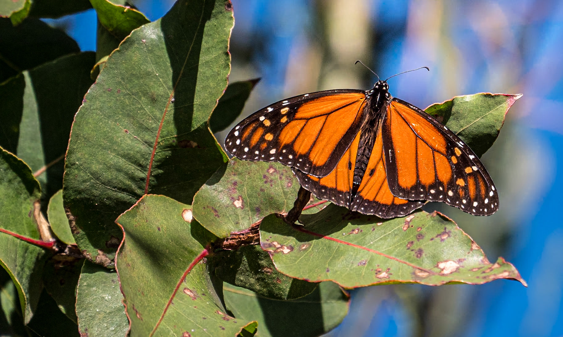 Monarch Butterfly Grove, Pismo Beach, California, 25 Jan 2024