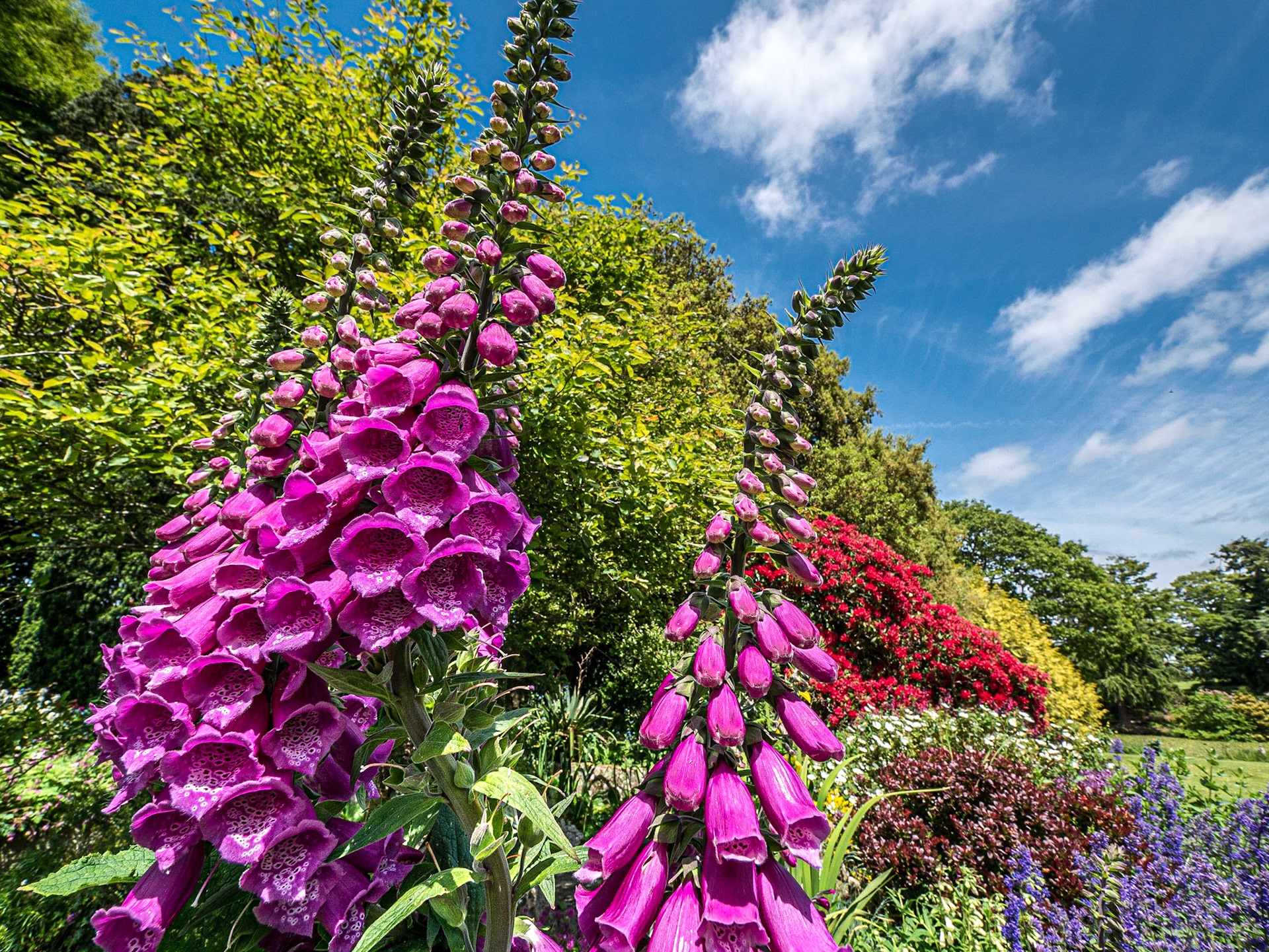 Altamont Gardens, Co Carlow, 18 Jun 2015