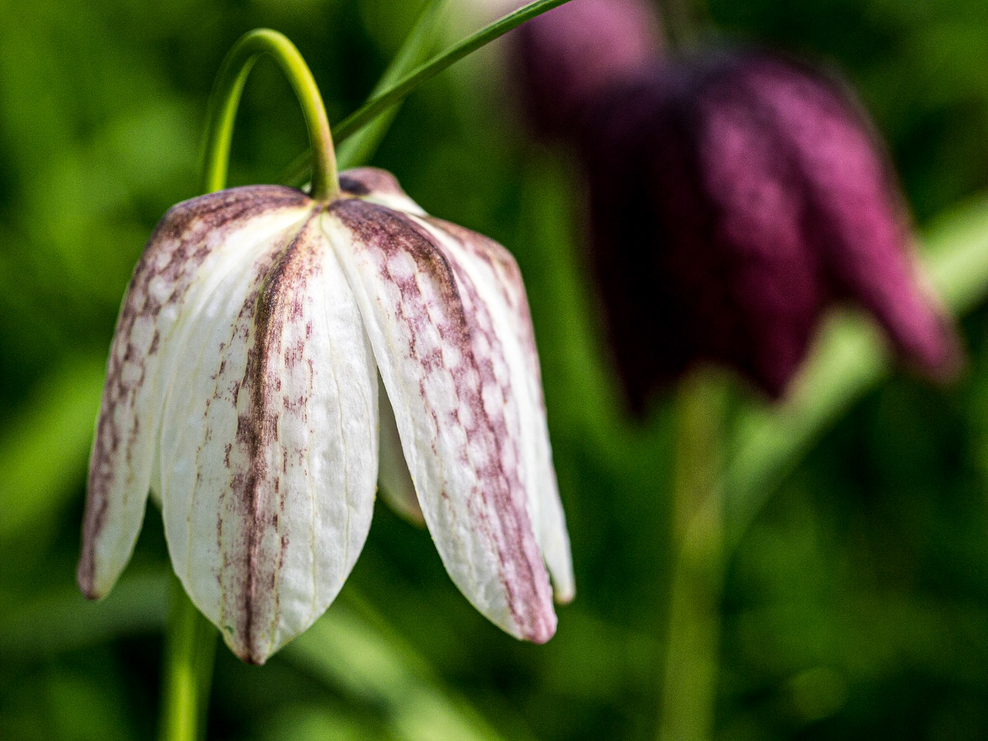 Mount Usher Gardens, Co Wicklow, 20 Apr 2014