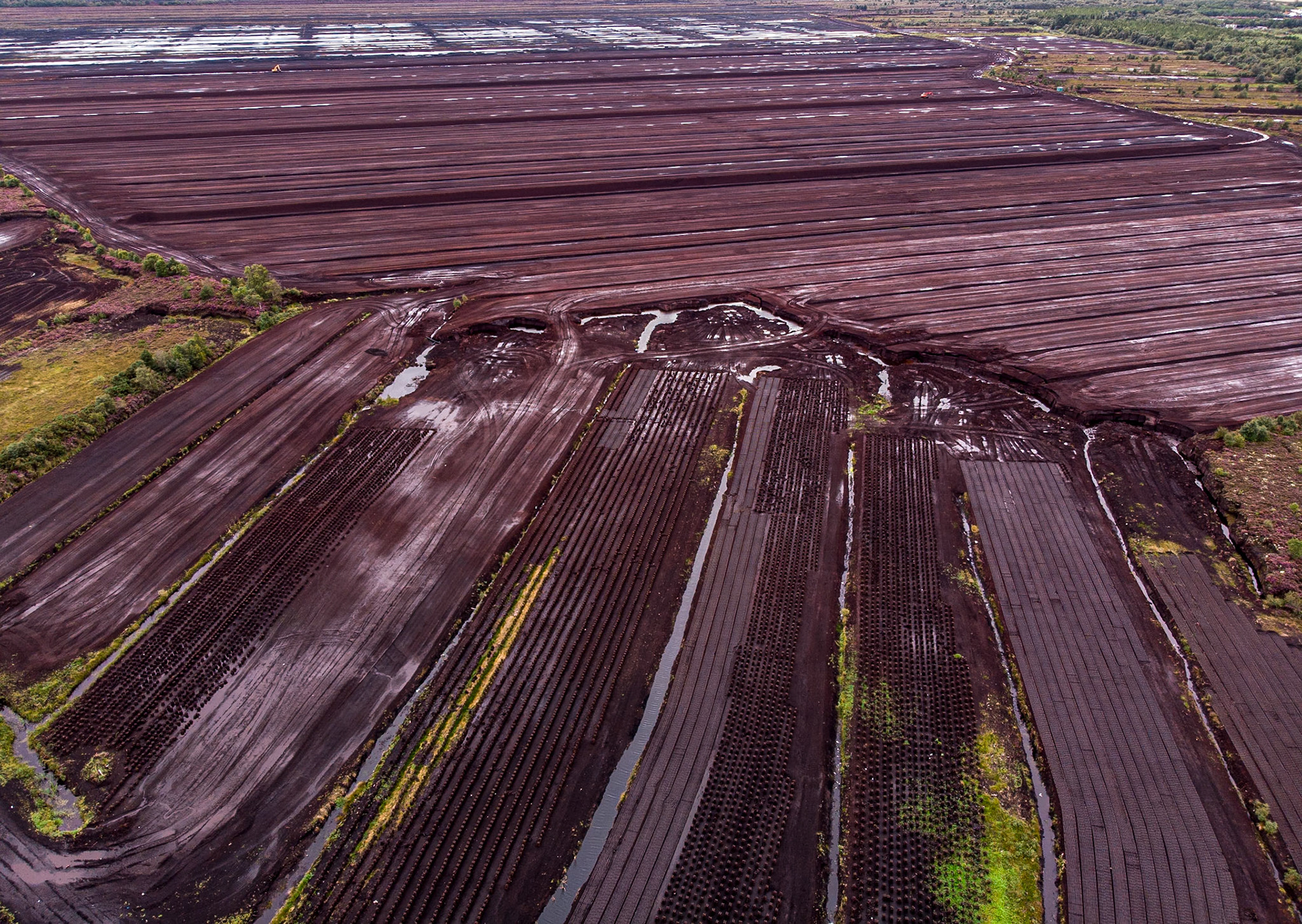 Bog south of Monasterevin, Co Kildare, 2 Sep 2020