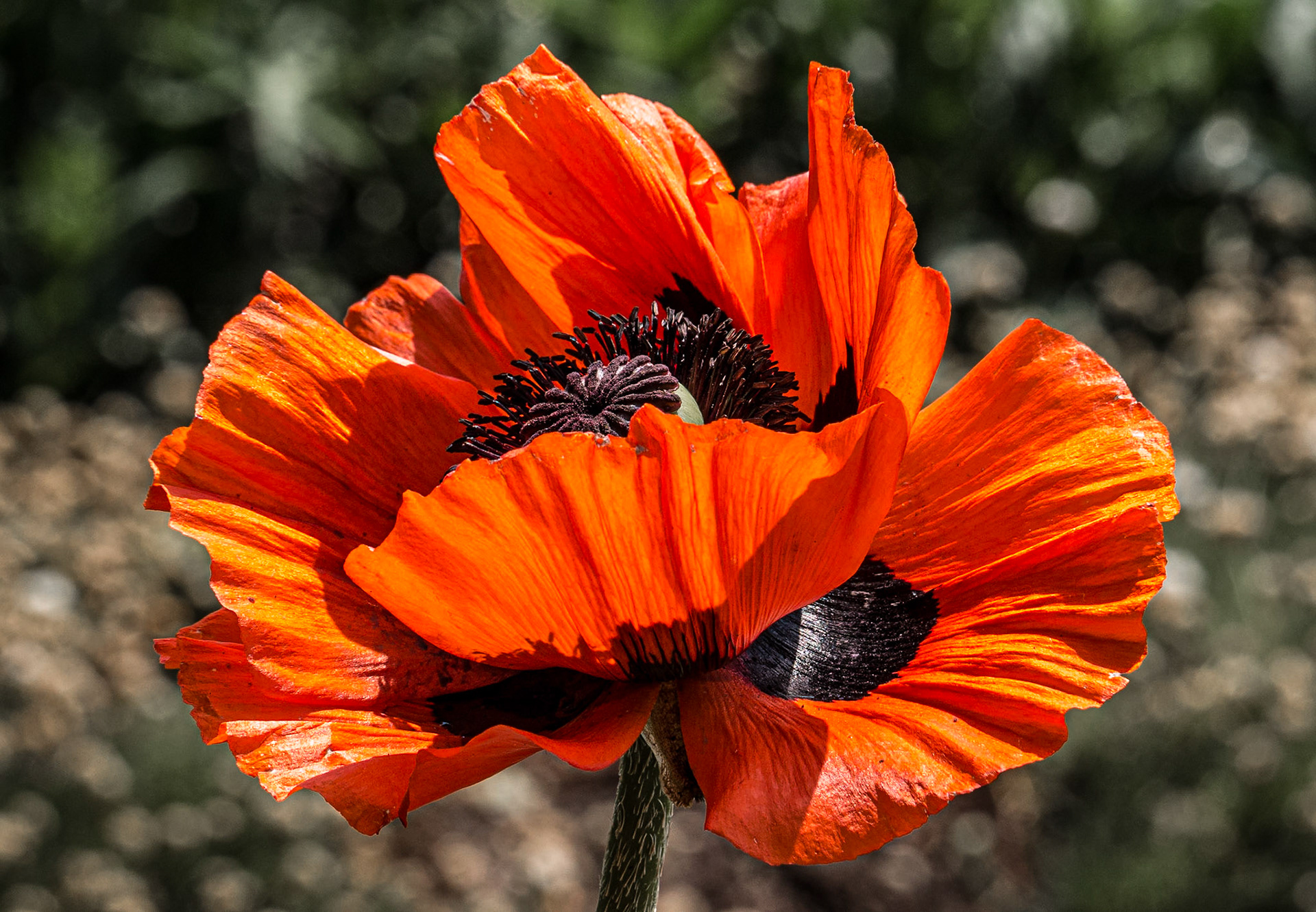 Botanic gardens, Zagreb, 17 May 2015