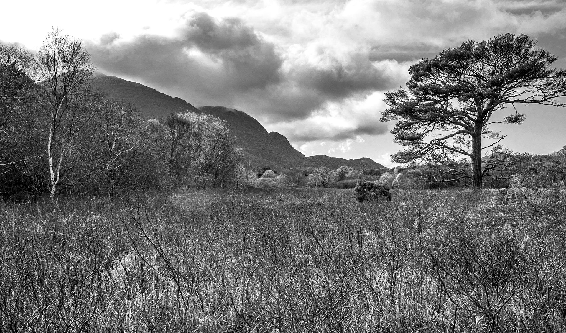 Muckross estate, Killarney,21 Nov 2016