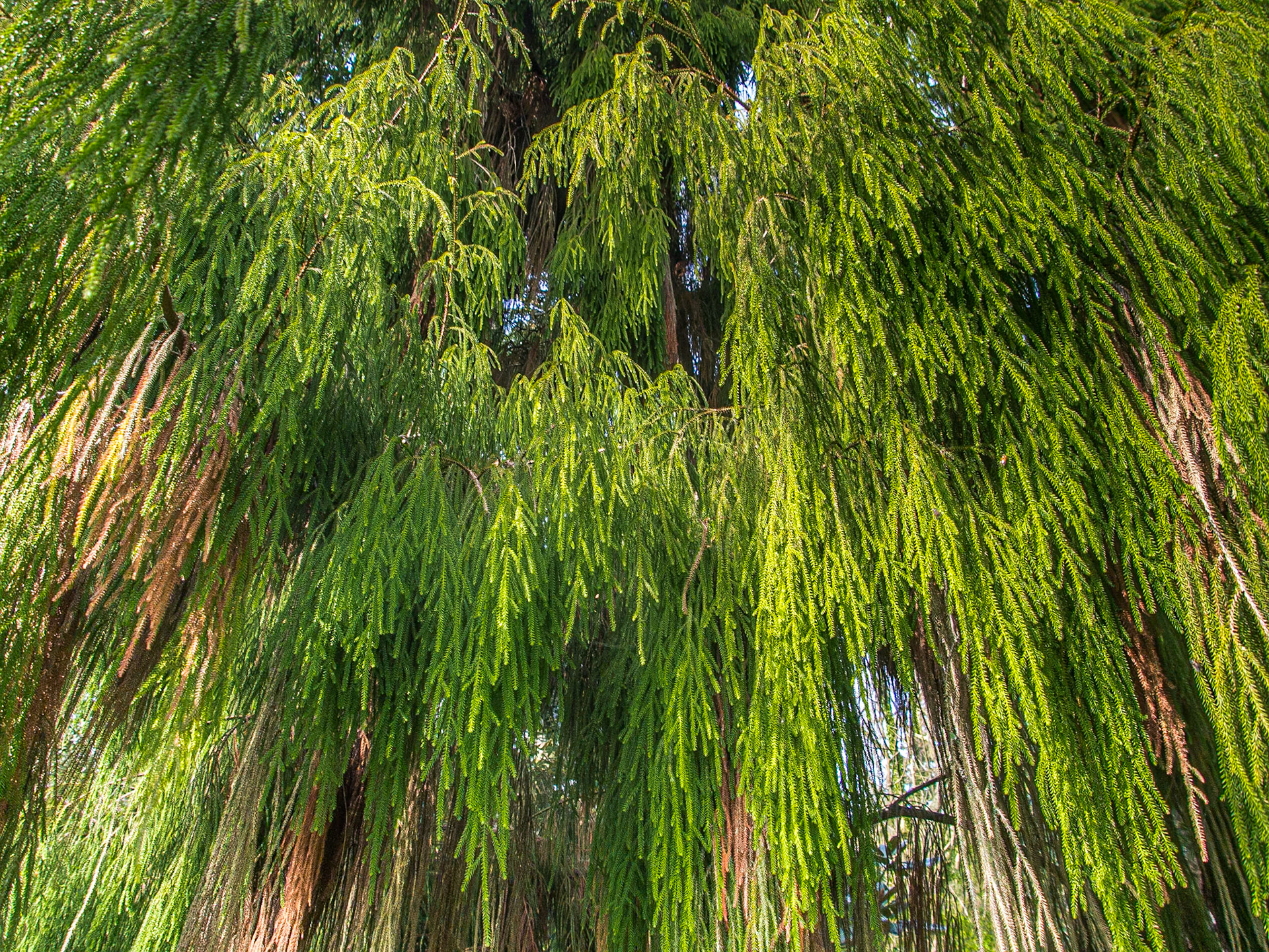 New Zealand Rimu (Dacrydium cupressinum), Mount Usher gardens