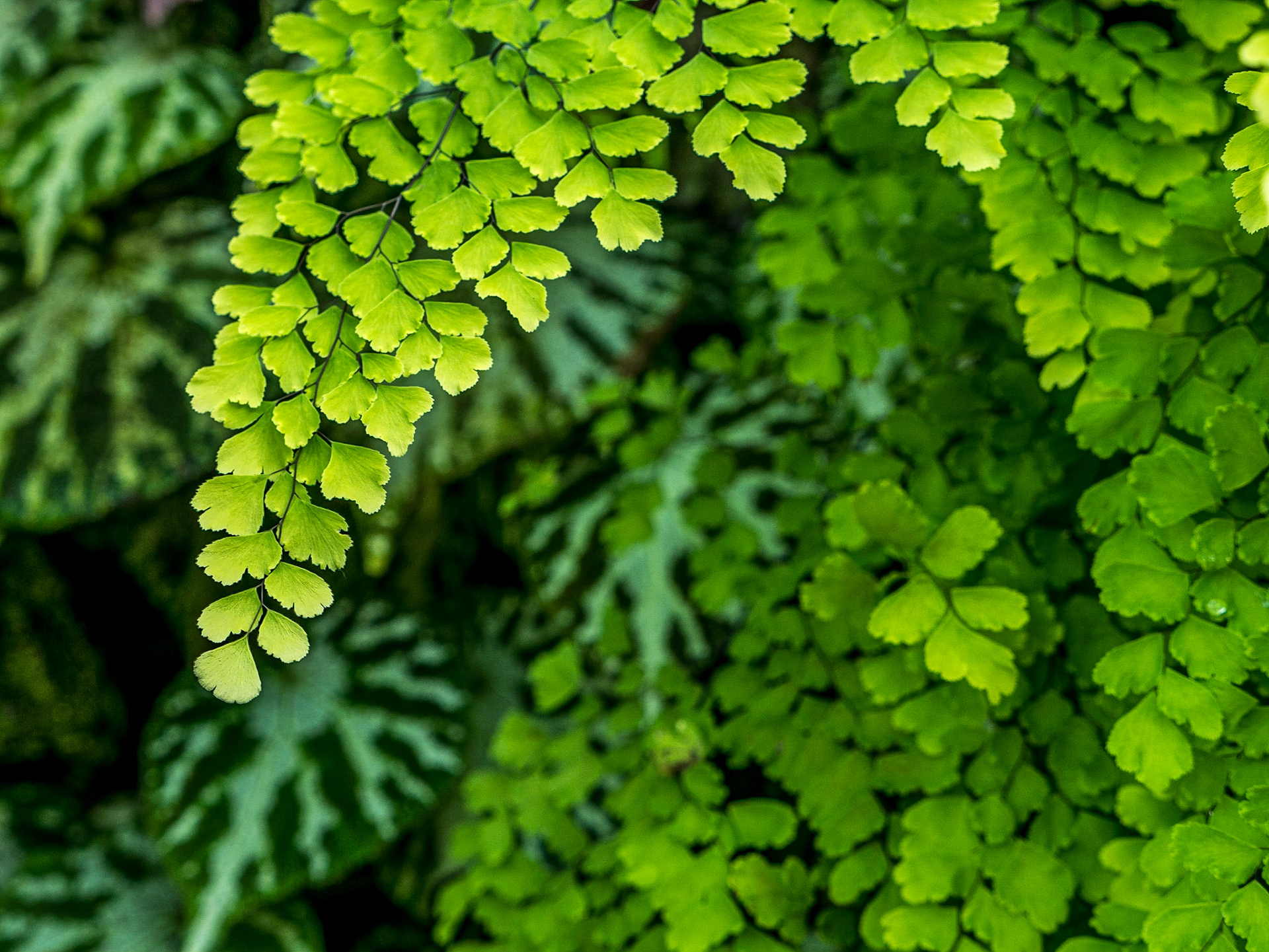 Cloud Forest, Gardens by the Bay, Singapore, 3 Jun 2017