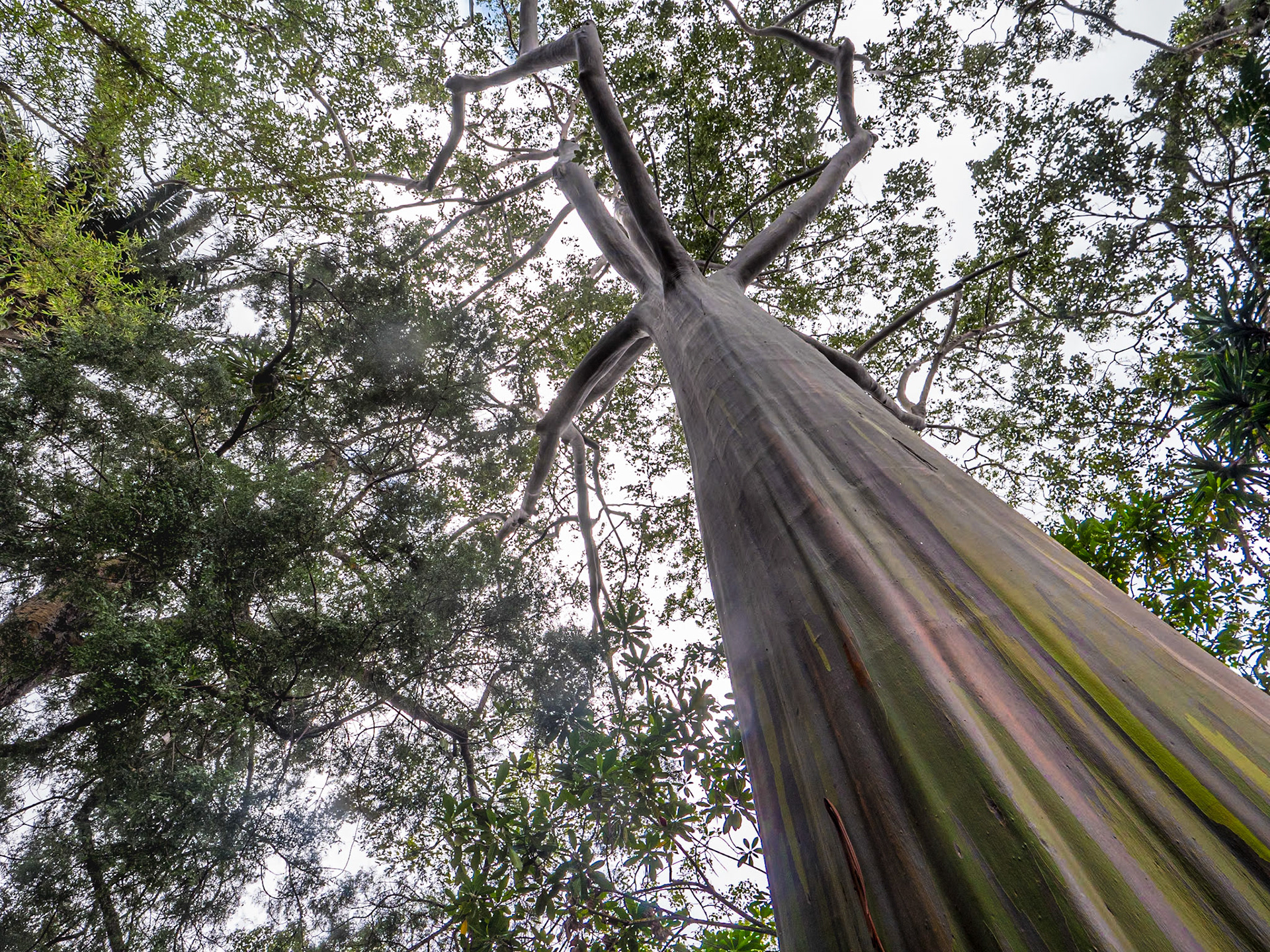 Eucalyptus Deglupta, Wahiawa Botanical Garden, O'ahu, Hawaii, 29 Jan 2024