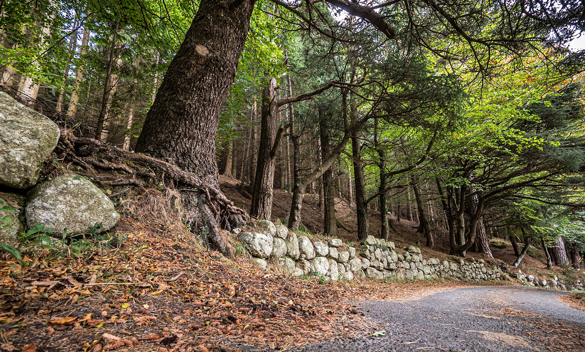Knockree, Co Wicklow, 30 Oct 2016