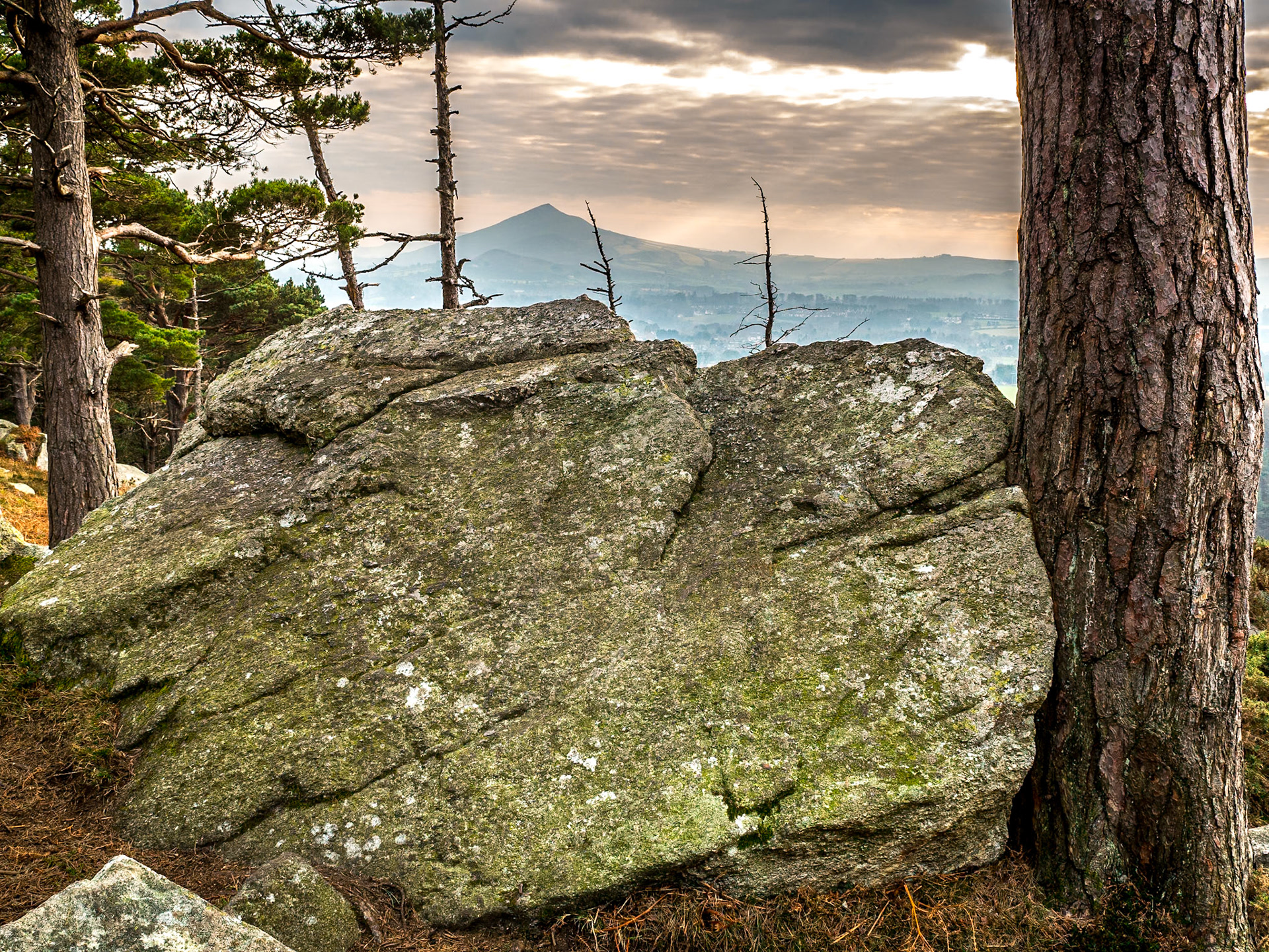 Barnaslingan Wood (the Scalp), Co Dublin, 22 Jan 2017