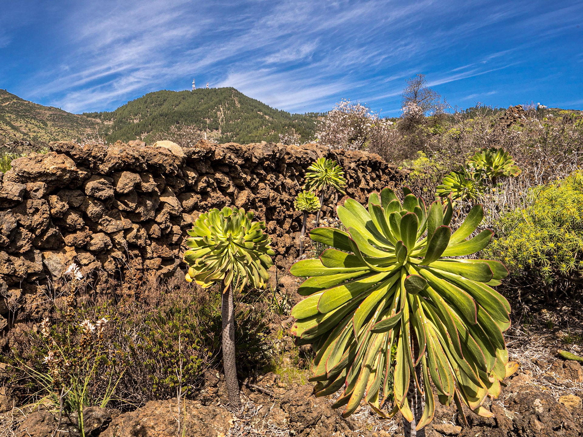 Near Santiago del Tiede, Tenerife, 2 Mar 2023