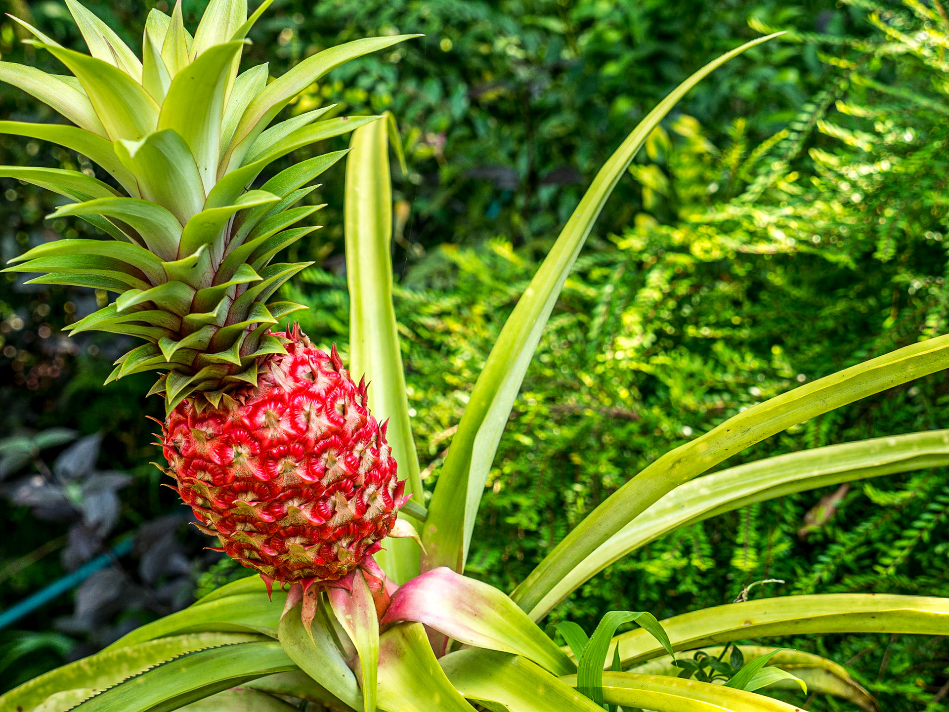 Art &amp; Garden, Penang, 10 Jun 2017