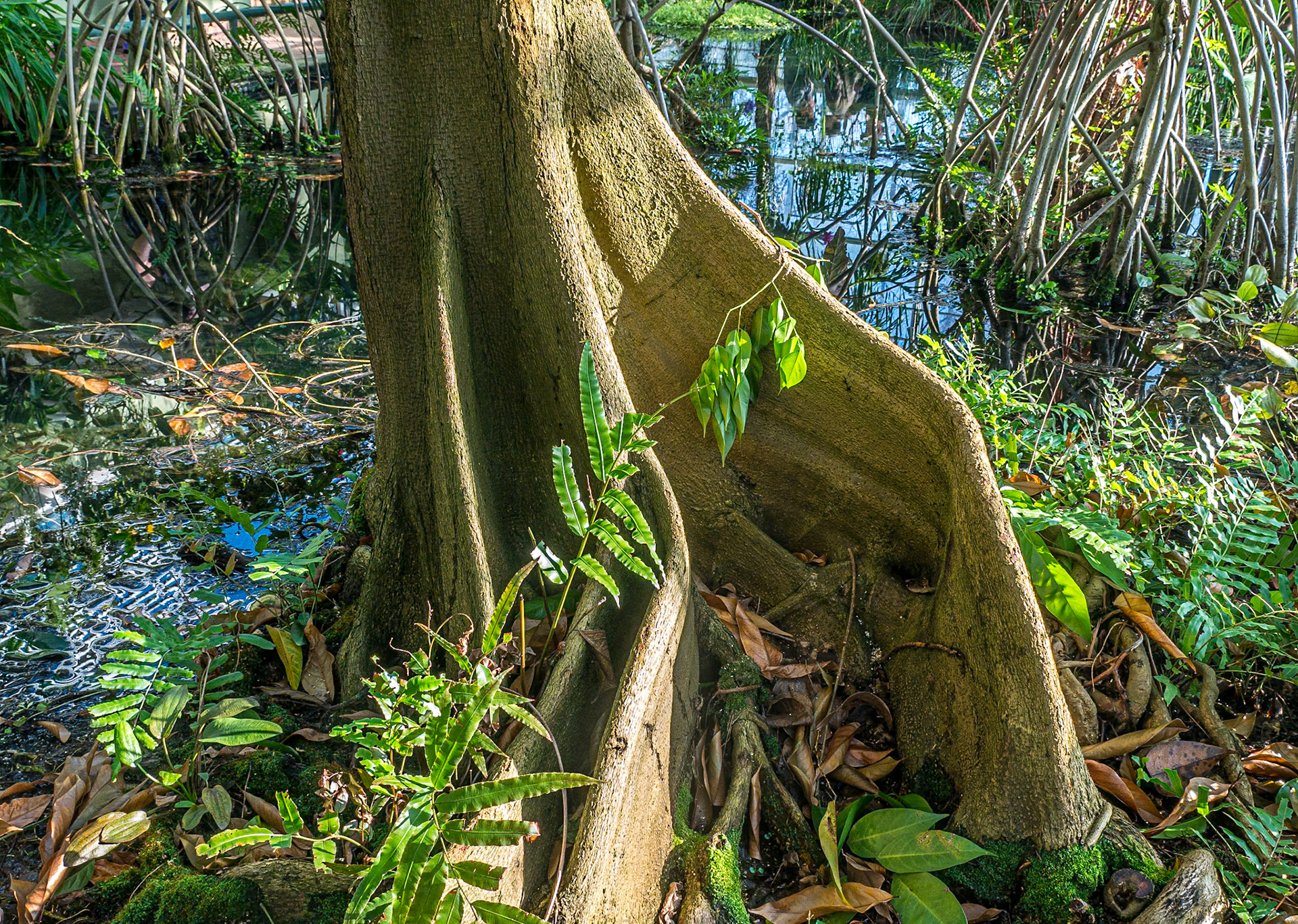 Pterocarpus Officinalis, Brooklyn Botanic Garden, New York, 28 Feb 2018