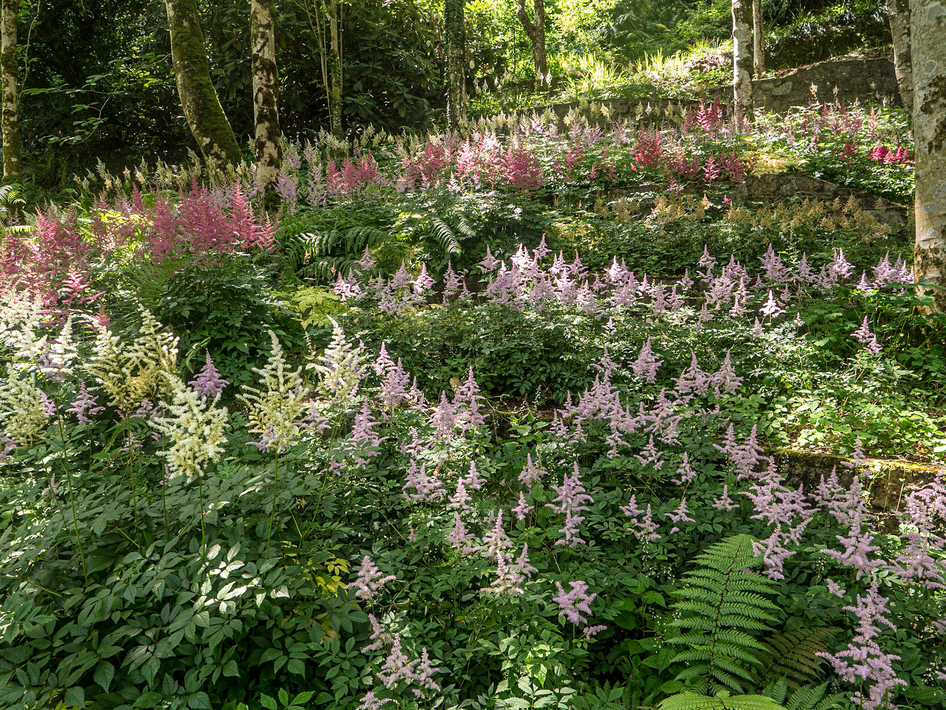 Mount Congreve Gardens, Co Waterford, 5 Jul 2025