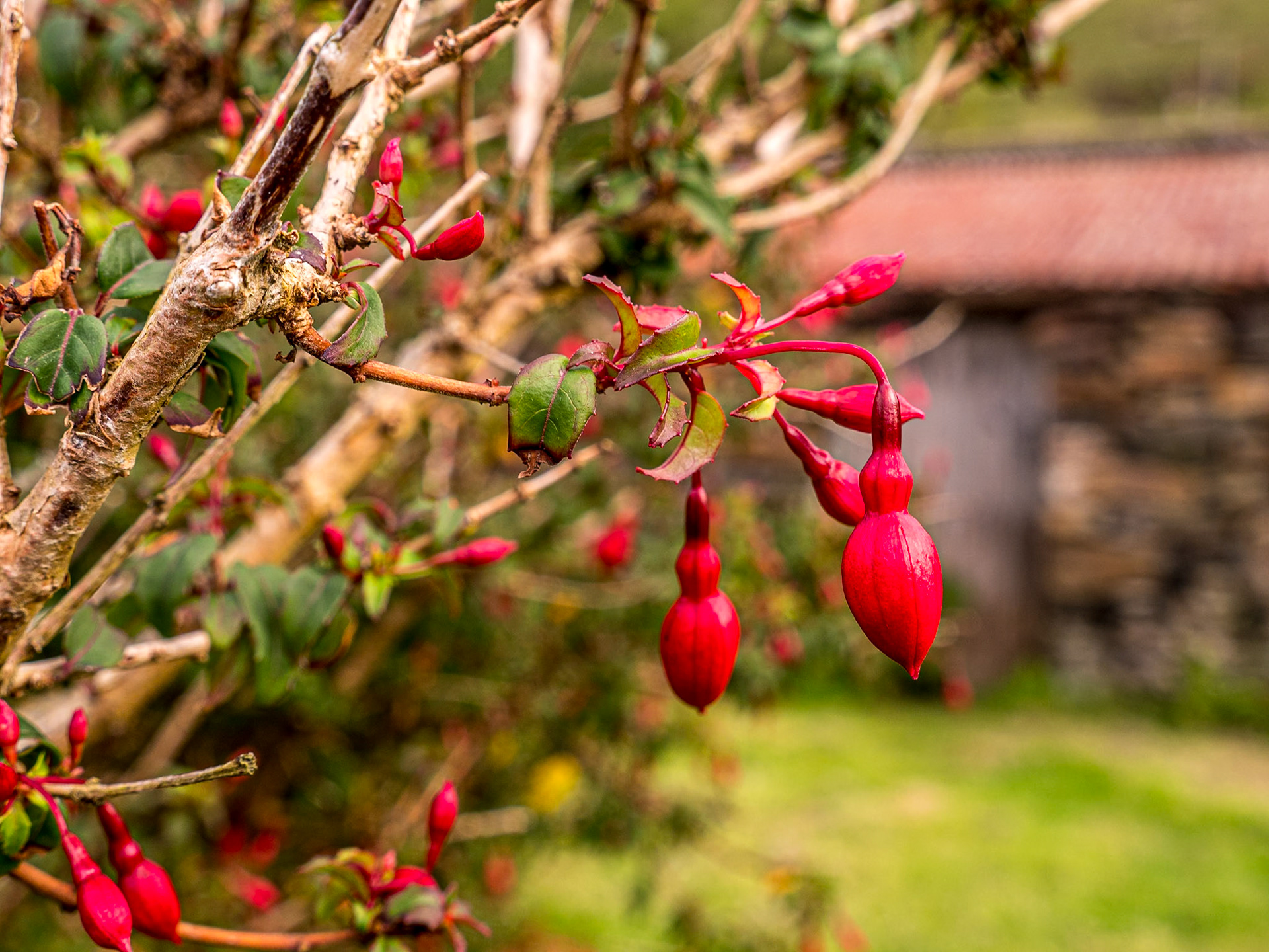 At Elisha &amp; Cuan's rented cottage near Lettergesh, Co Galway, 28 Jul 2020