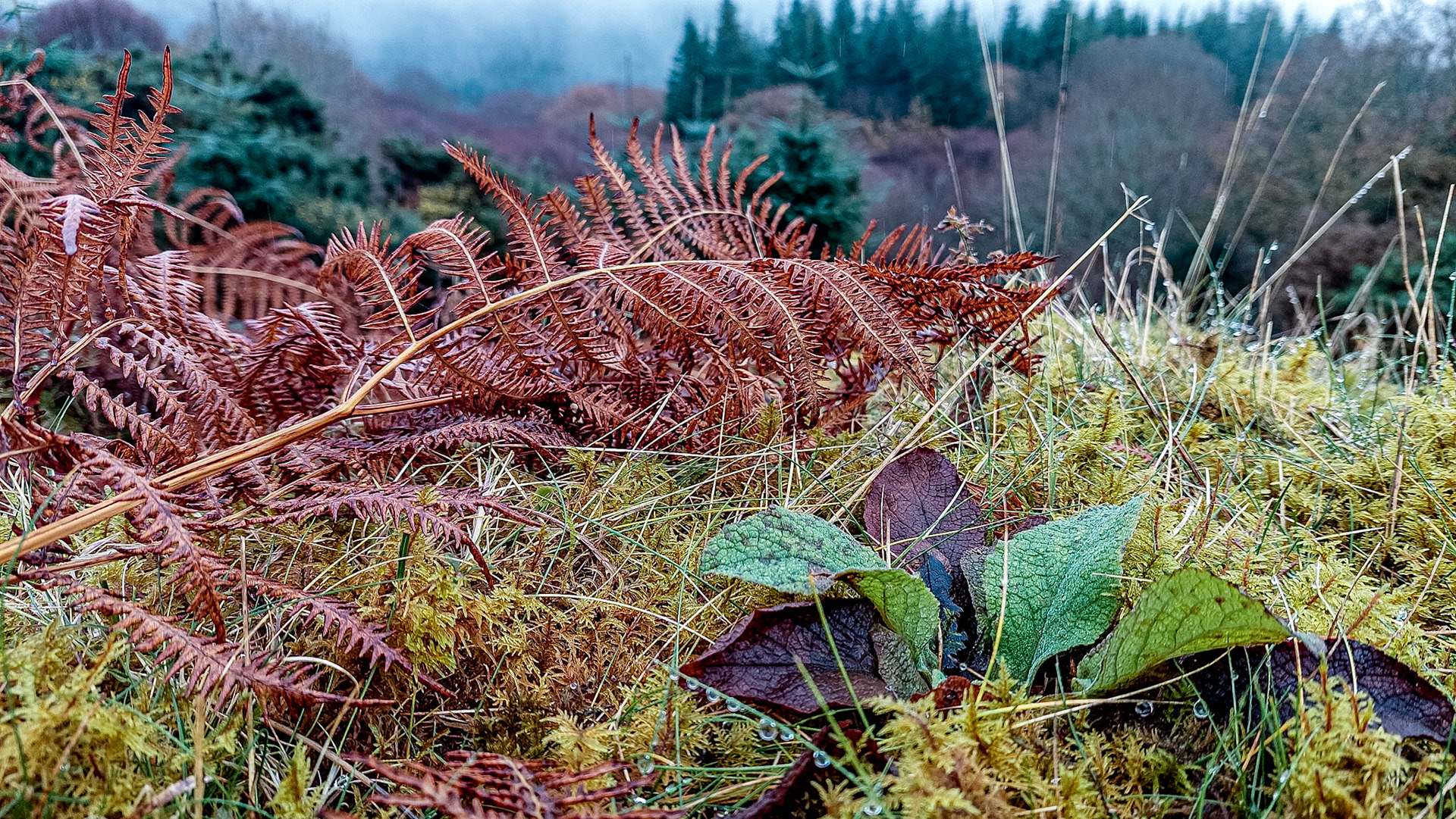 Crone Woods road, Co Wicklow, 22 Dec 2022