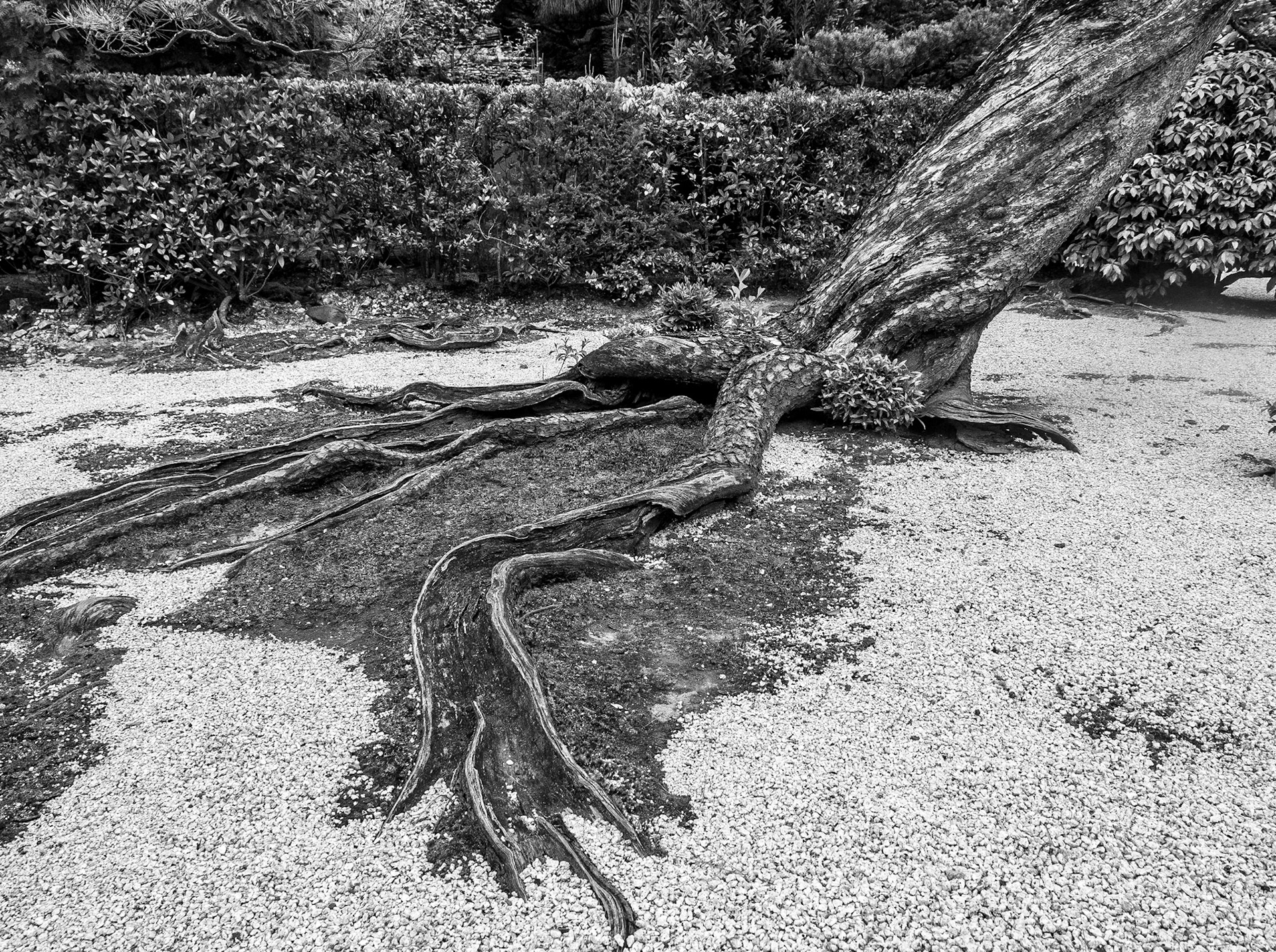 Grounds of Daitoku-ji temple, Kyoto, 24 Apr 2016