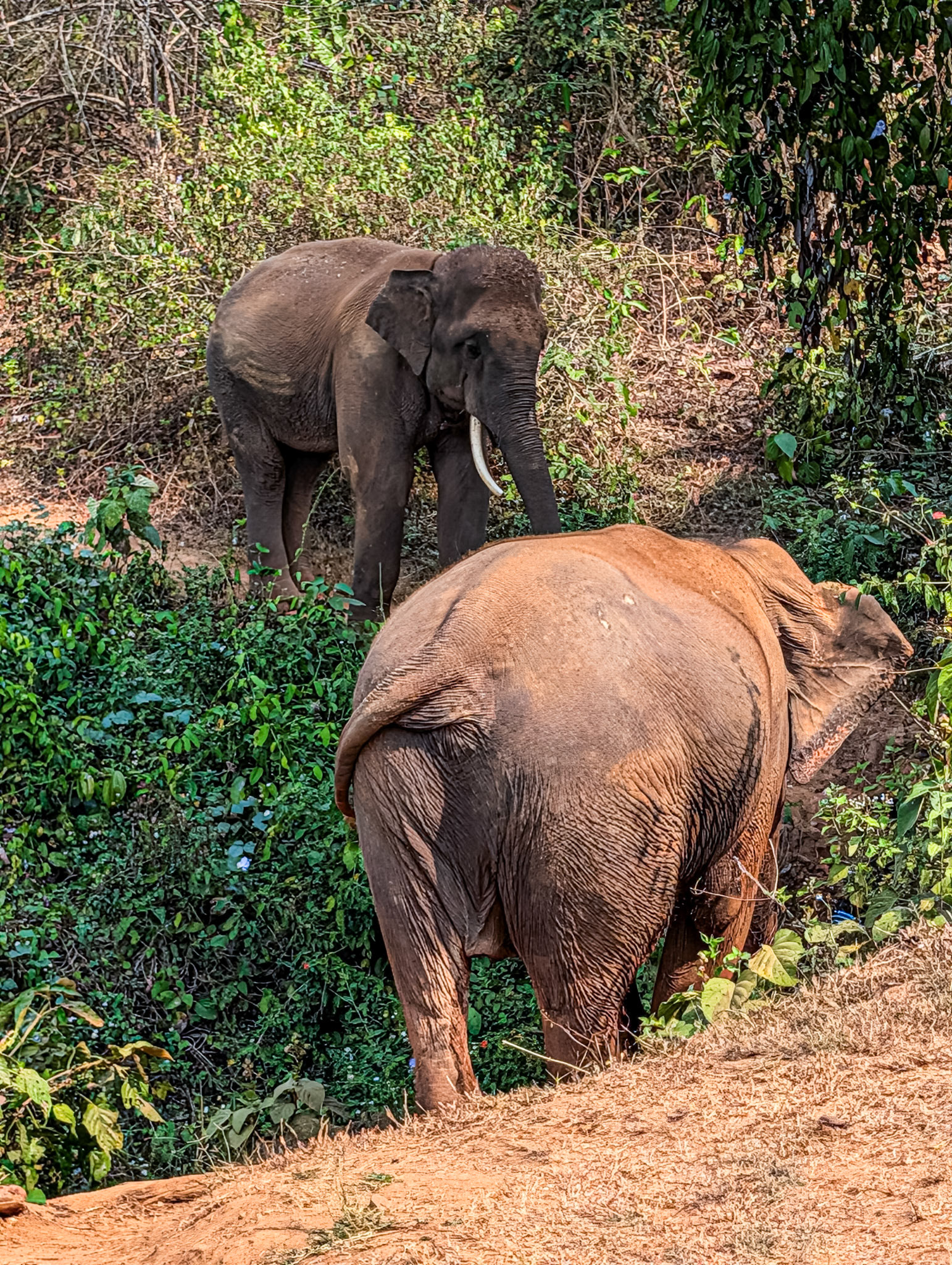 At Elephant Rescue Park, N of Chiang Mai, 19 Feb 2026