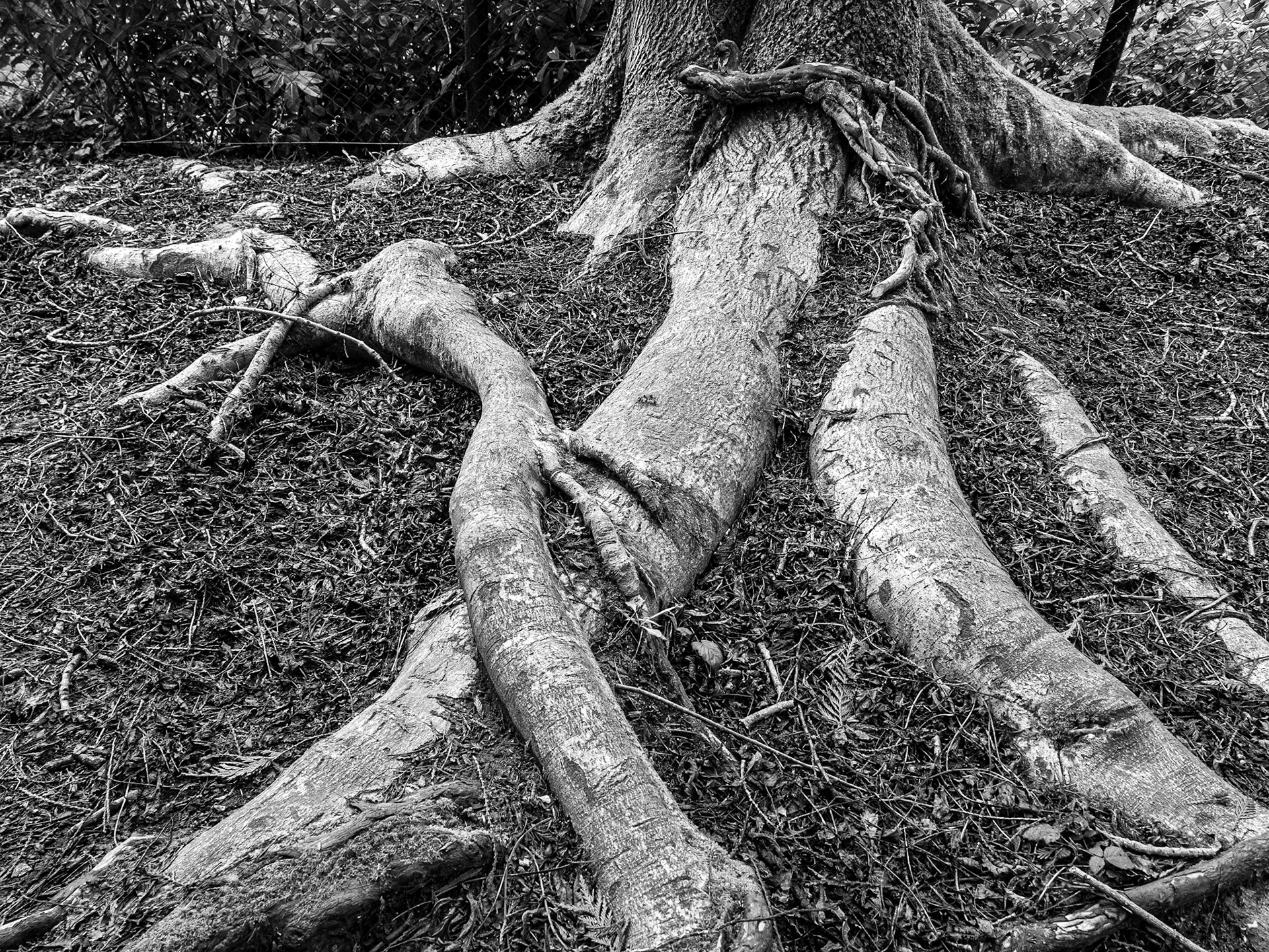 Russborough Estate, Co Wicklow, 10 Feb 2017