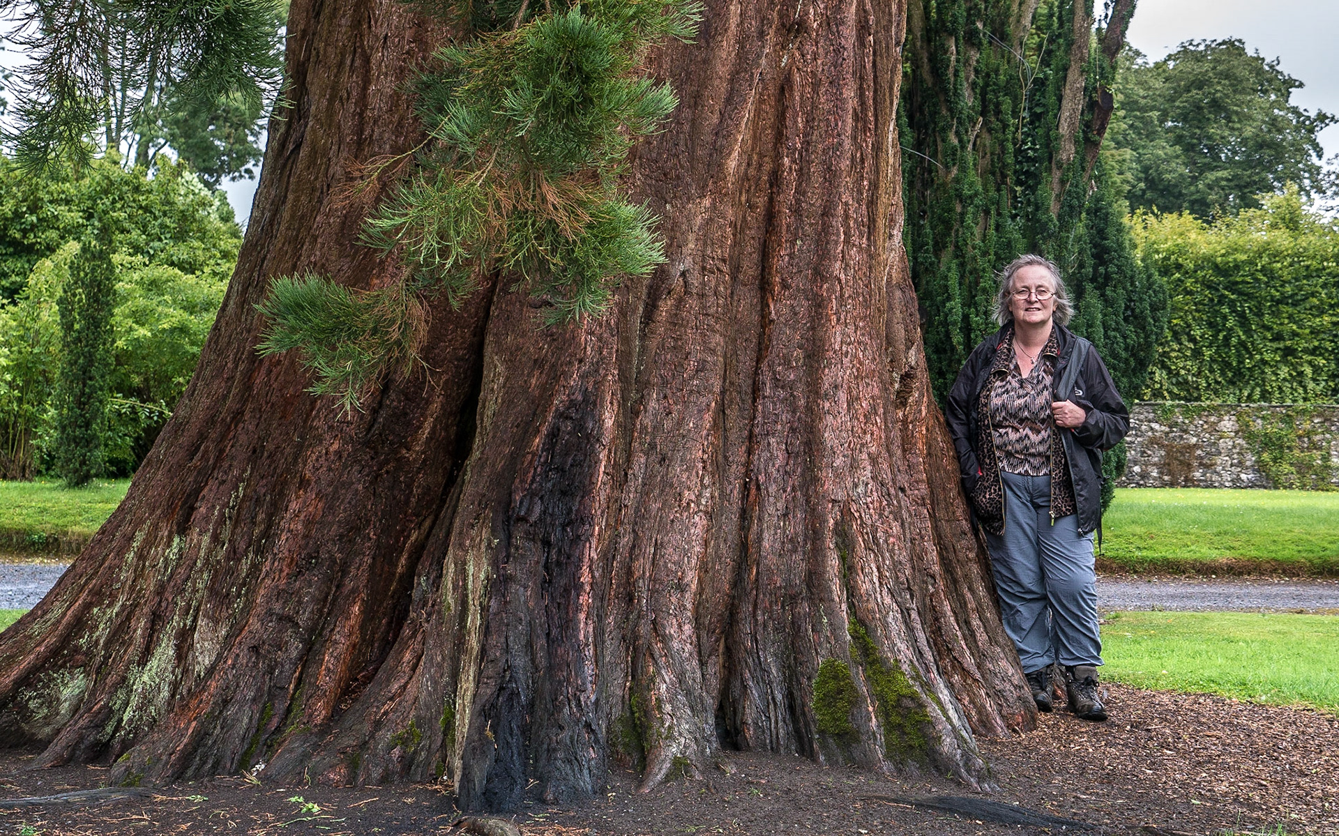 Sequoiadendron giganteum (Giant sequoia), Birr Castle Demesne, Co Offaly, 3 Aug 2016