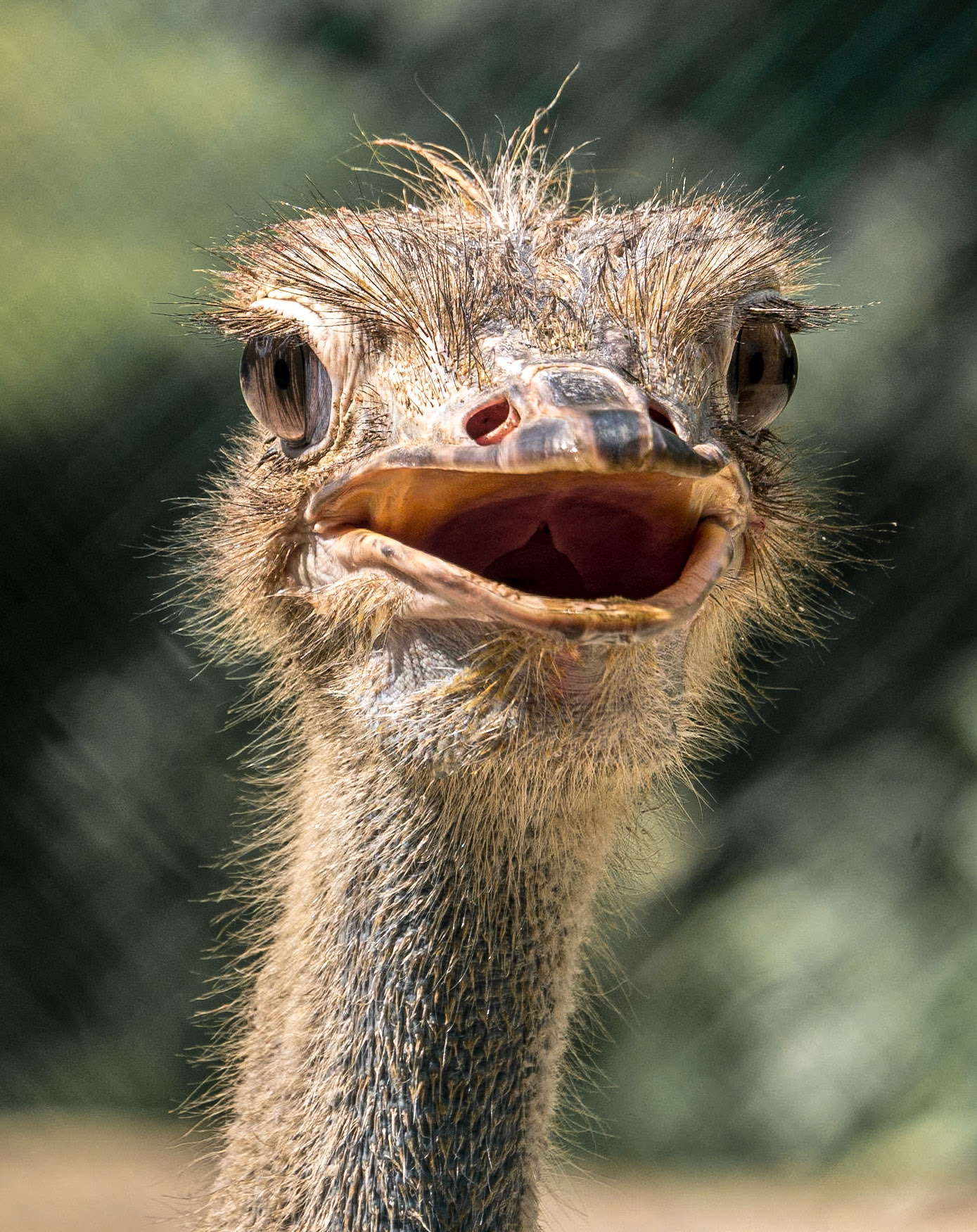 Ostrich, Kuala Lumpur Bird Park, 1 Jun 2017