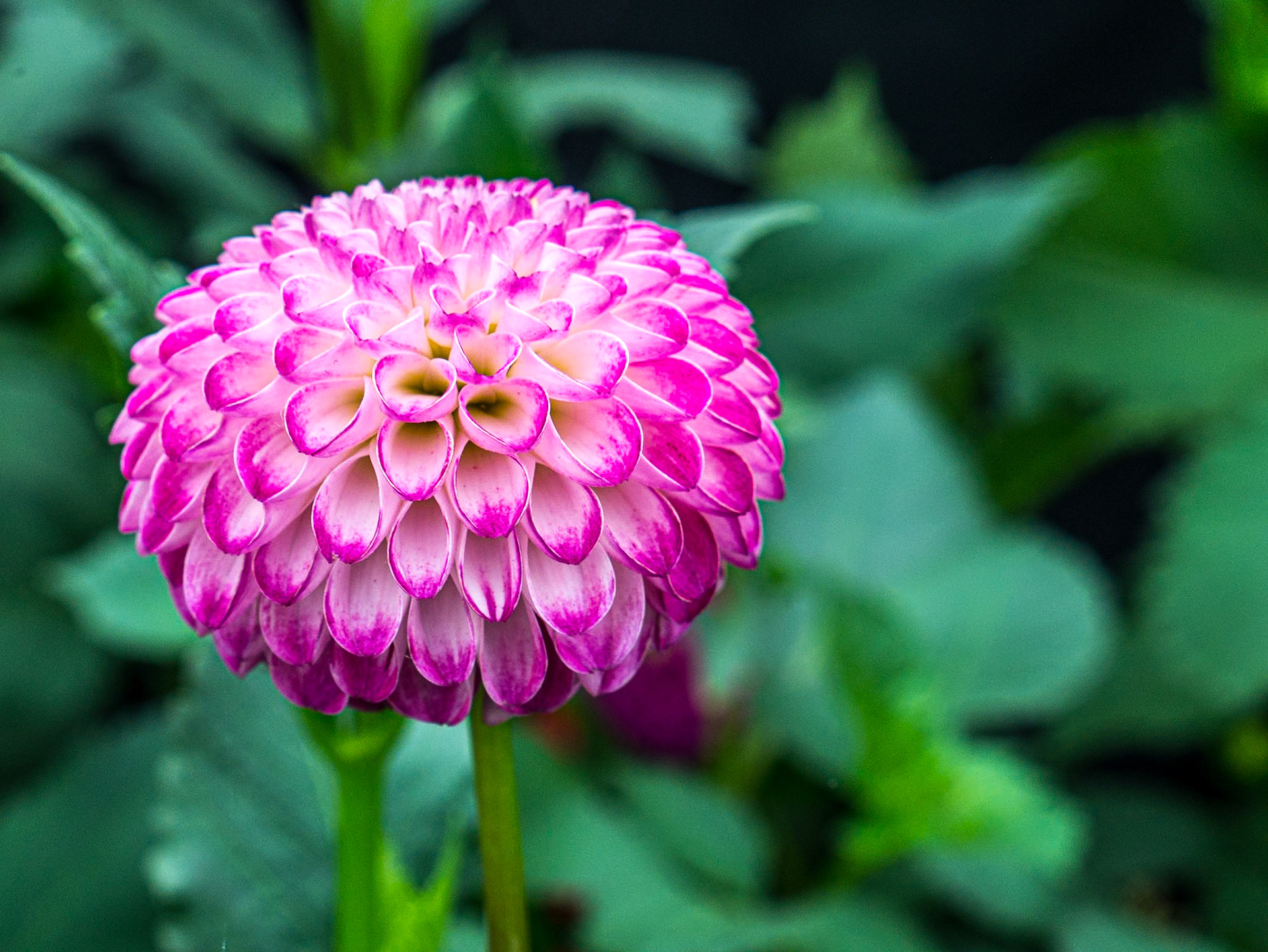 Bloom in the Park garden festival, Dublin, 3 Jun 2016