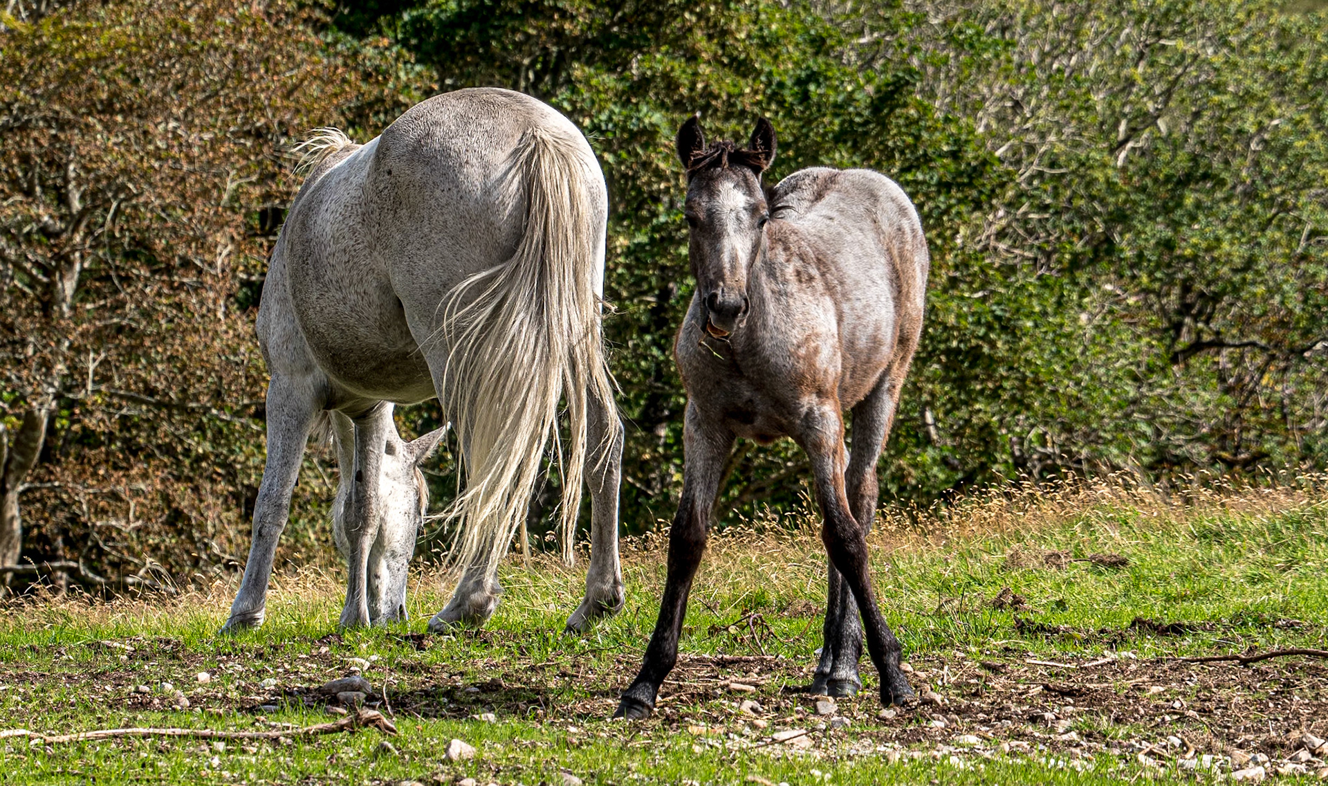 By the Walled garden, Kylemore Abbey, Co Galway, 30 Jul 2020