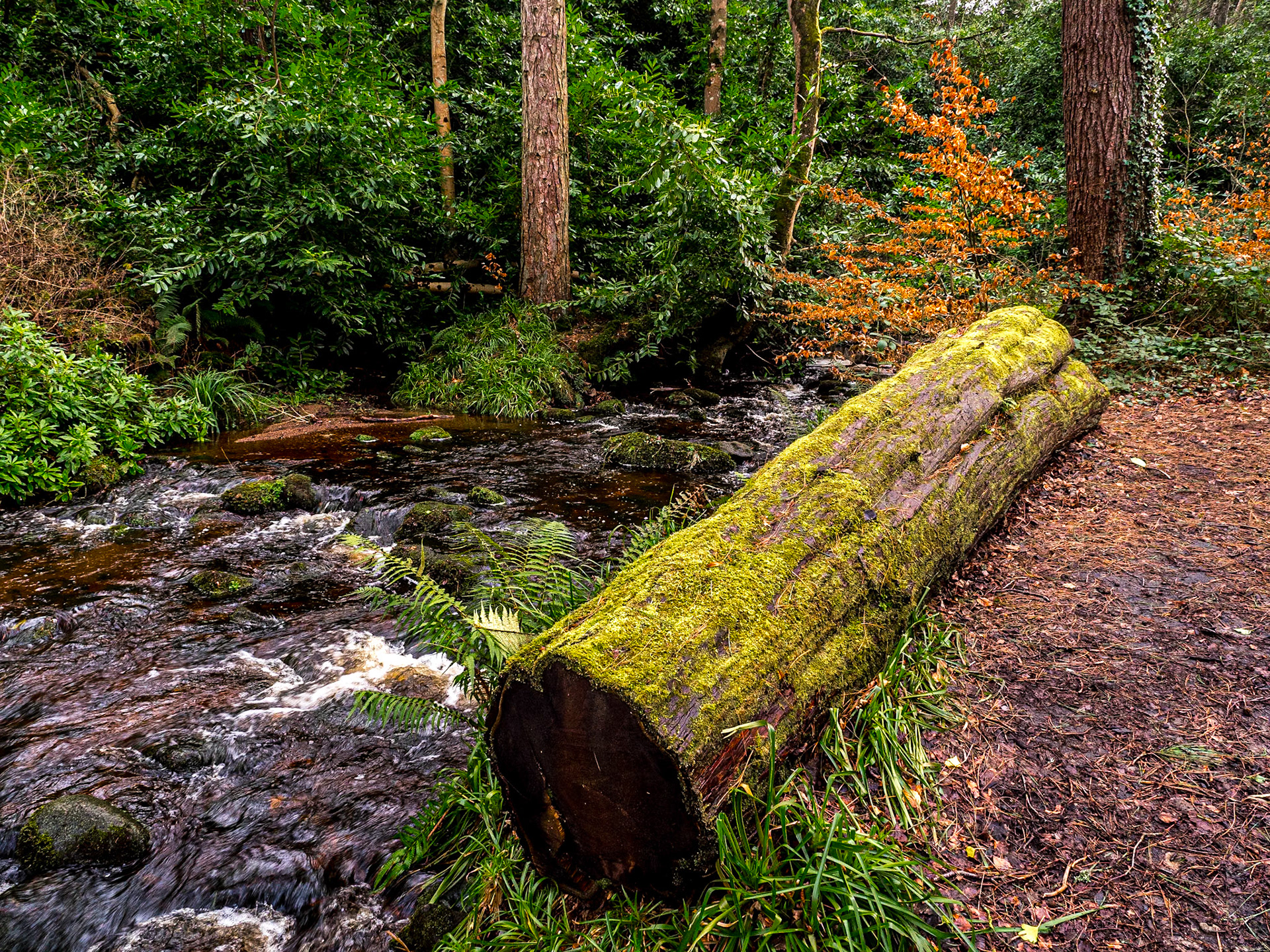 Massy's Estate, Co Dublin, 14 Feb 2020
