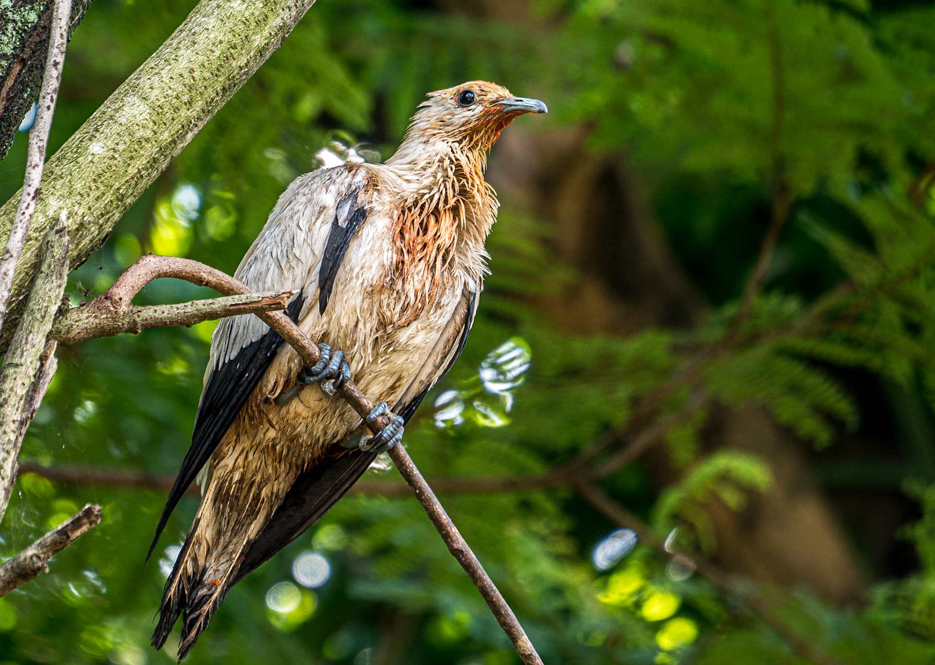Kuala Lumpur Bird Park, 1 Jun 2017