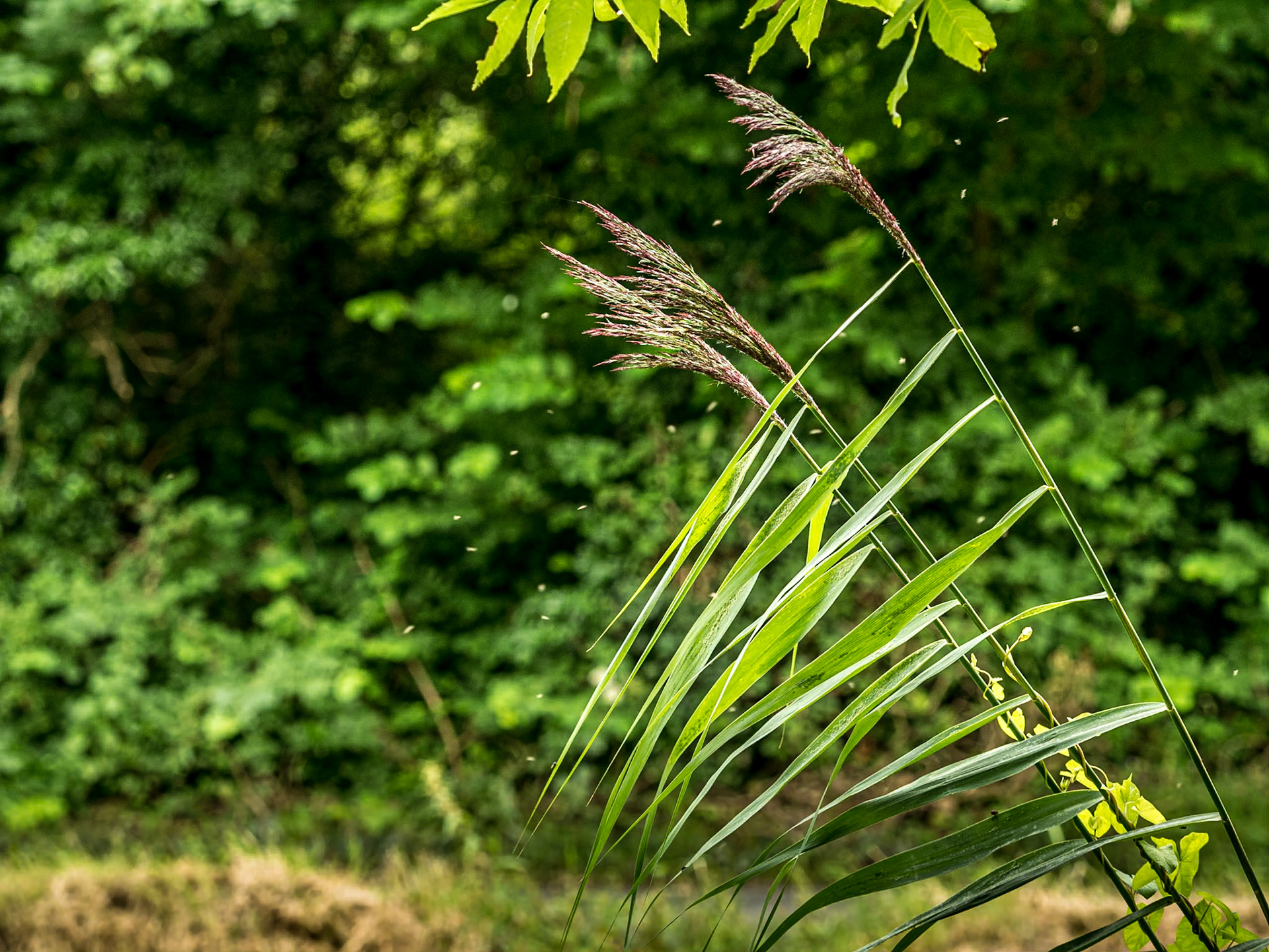 Along the Barrow Line, Lowtown, Co Kildare, 25 Jul 2016