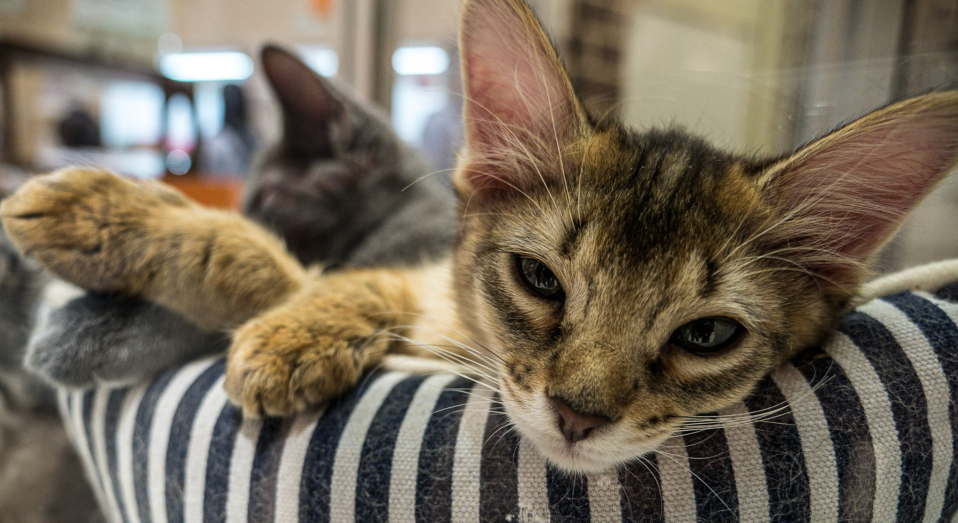 Pet shop, Odaiba island, Tokyo, 2 May 2016