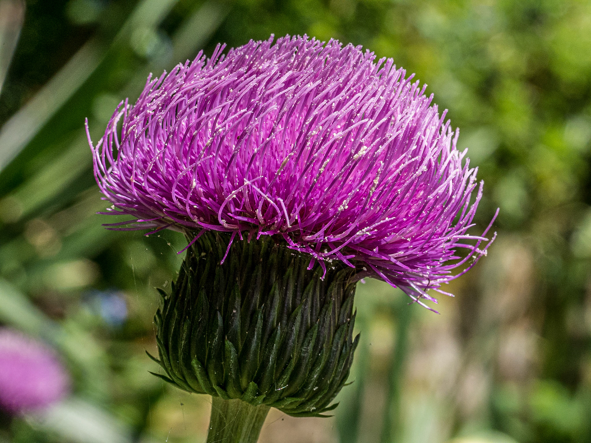 Altamont Gardens, Co Carlow, 18 Jun 2015