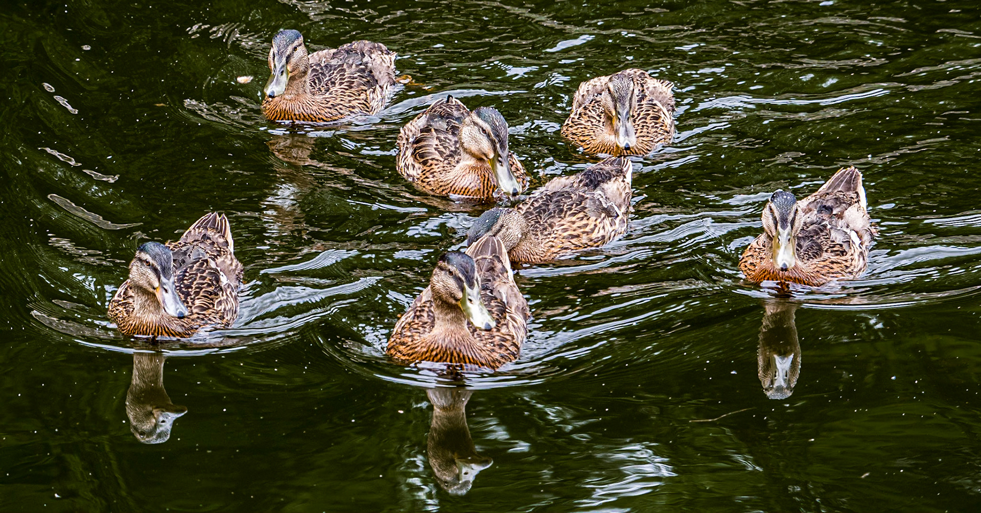 Ducklings, river Barrow, Milford, Co Carlow, 19 Jun 2015