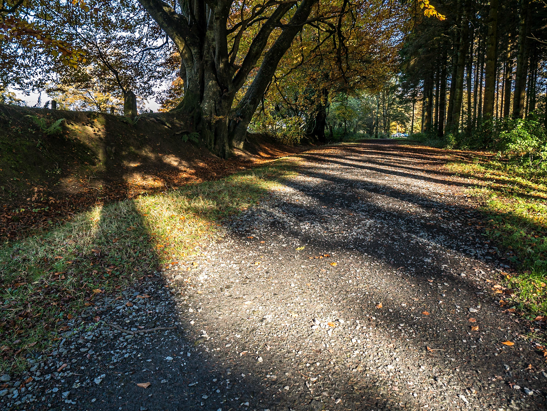 By the Blessington Lakes, Co Wicklow, 1 Nov 2015