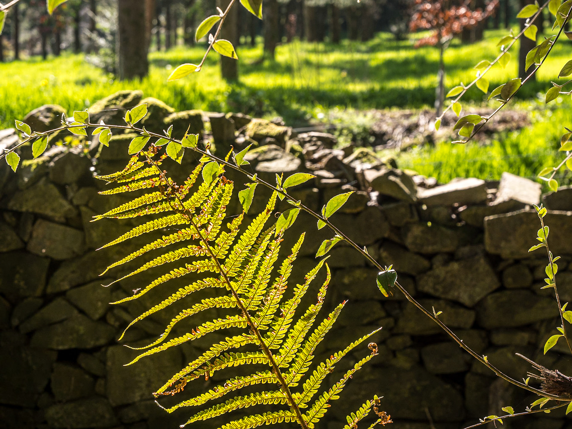 National Botanic Gardens, Kilmacurragh, Co Wicklow, 11 Apr 2025