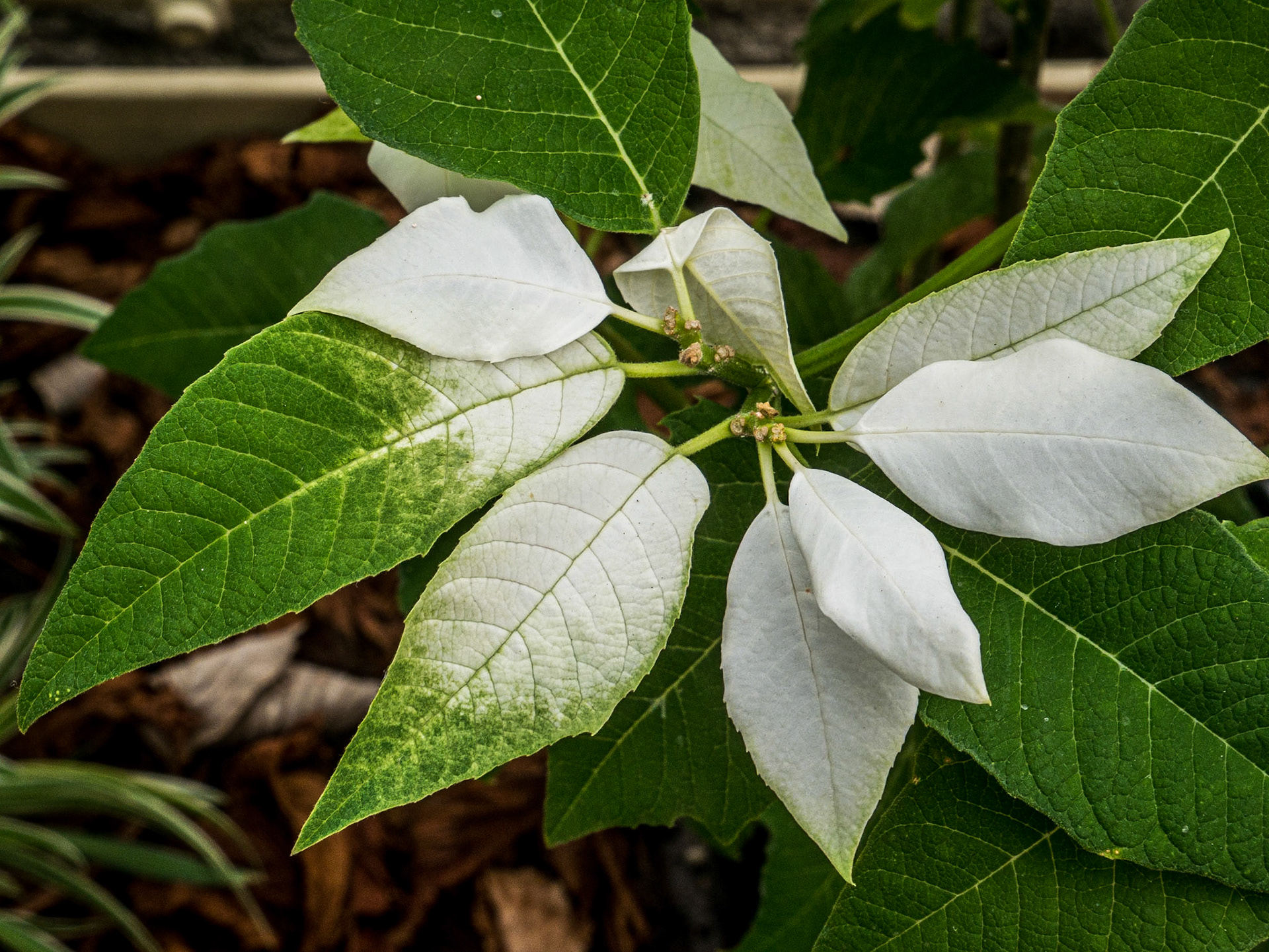 Botanic Gardens, Dublin, 27 Feb 2015